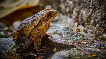 Incilius valliceps