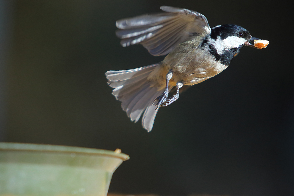 Coal Tit on the fly