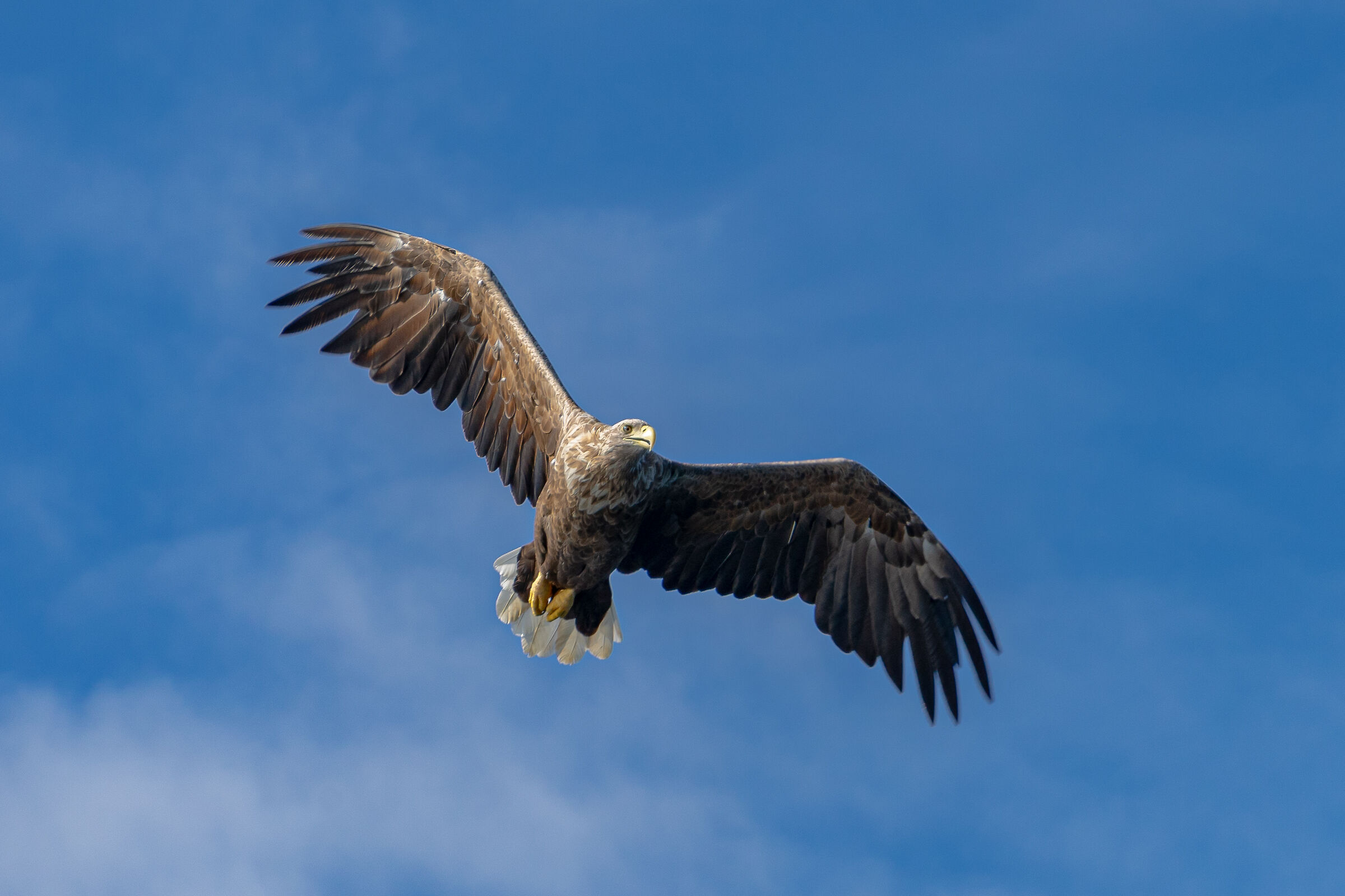 White-tailed sea eagle