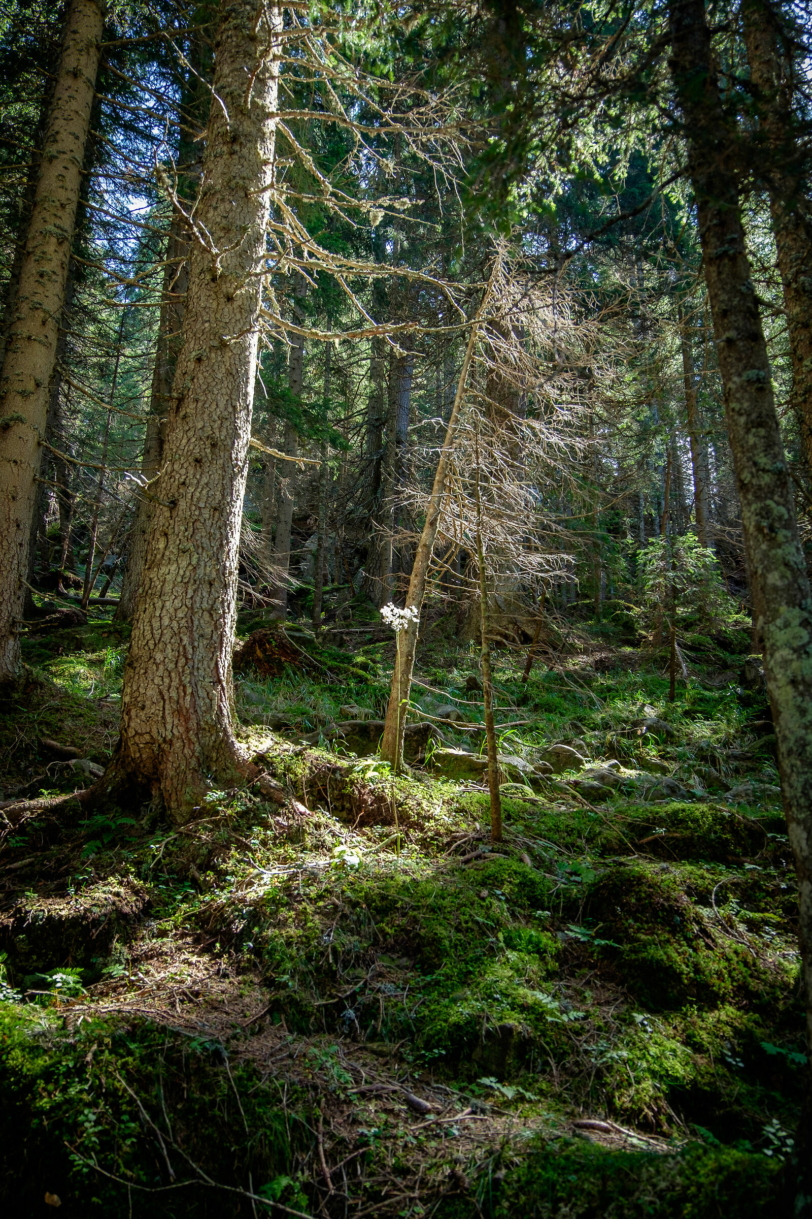 Passeggiata nel bosco