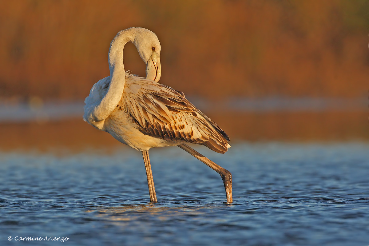 Giovane Fenicottero2