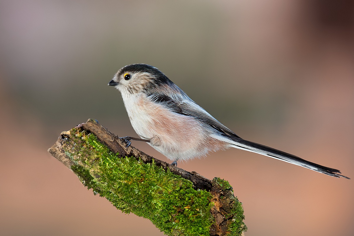 Long-tailed Tit