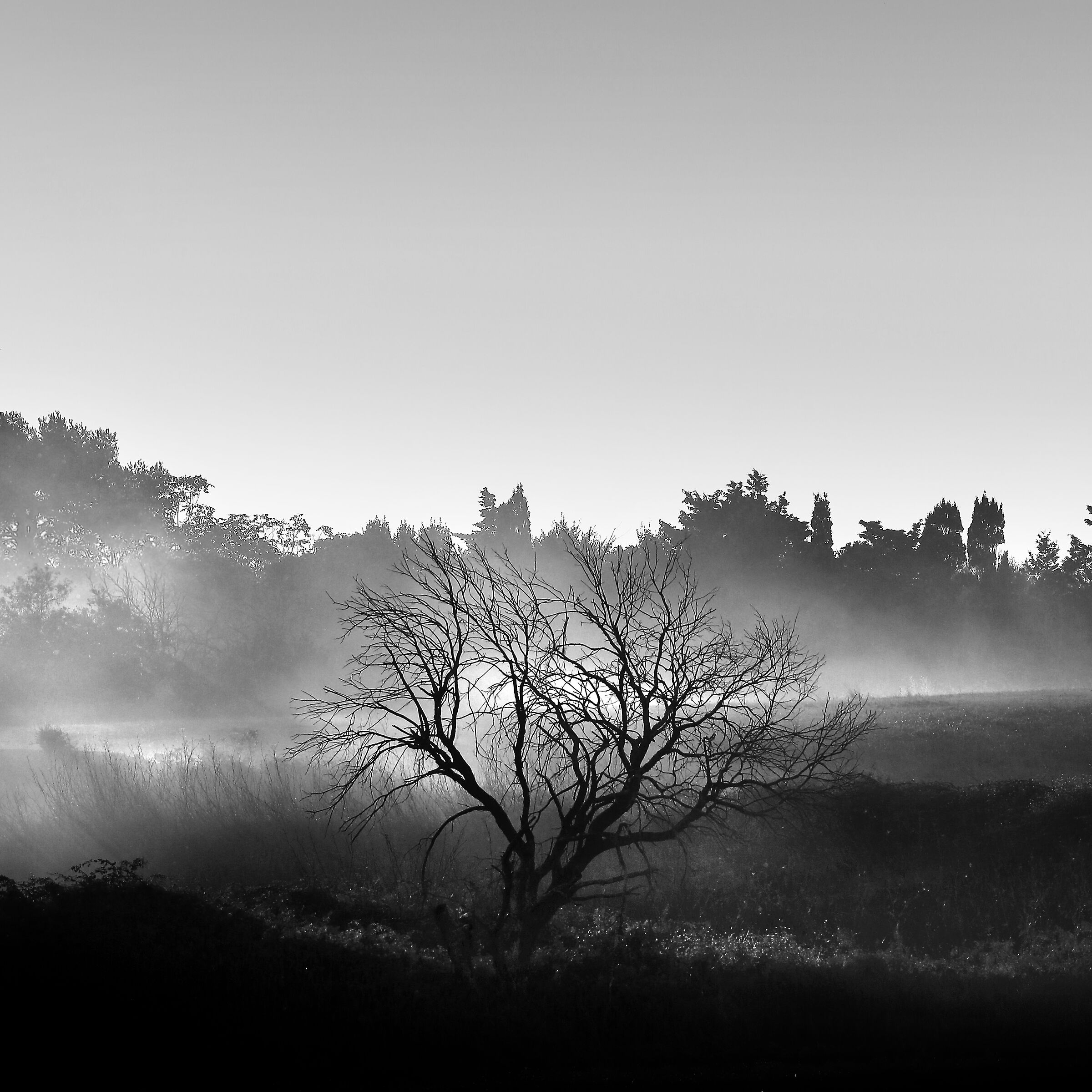 dawn2