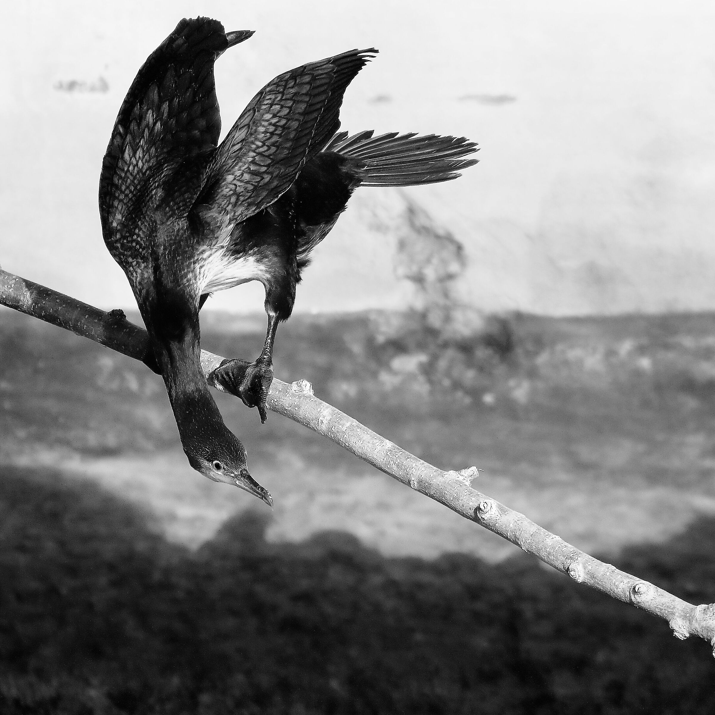 cormoranonero a pesca