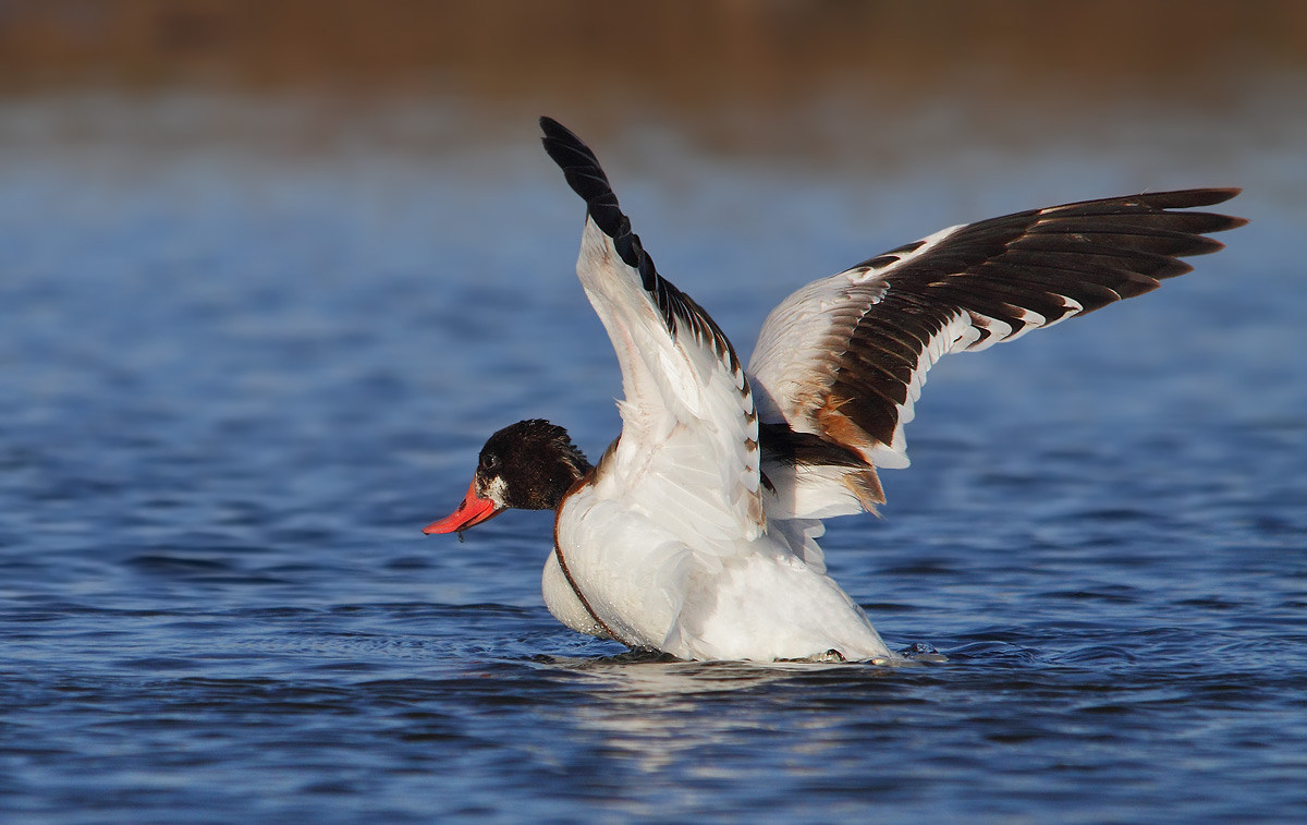 shelduck