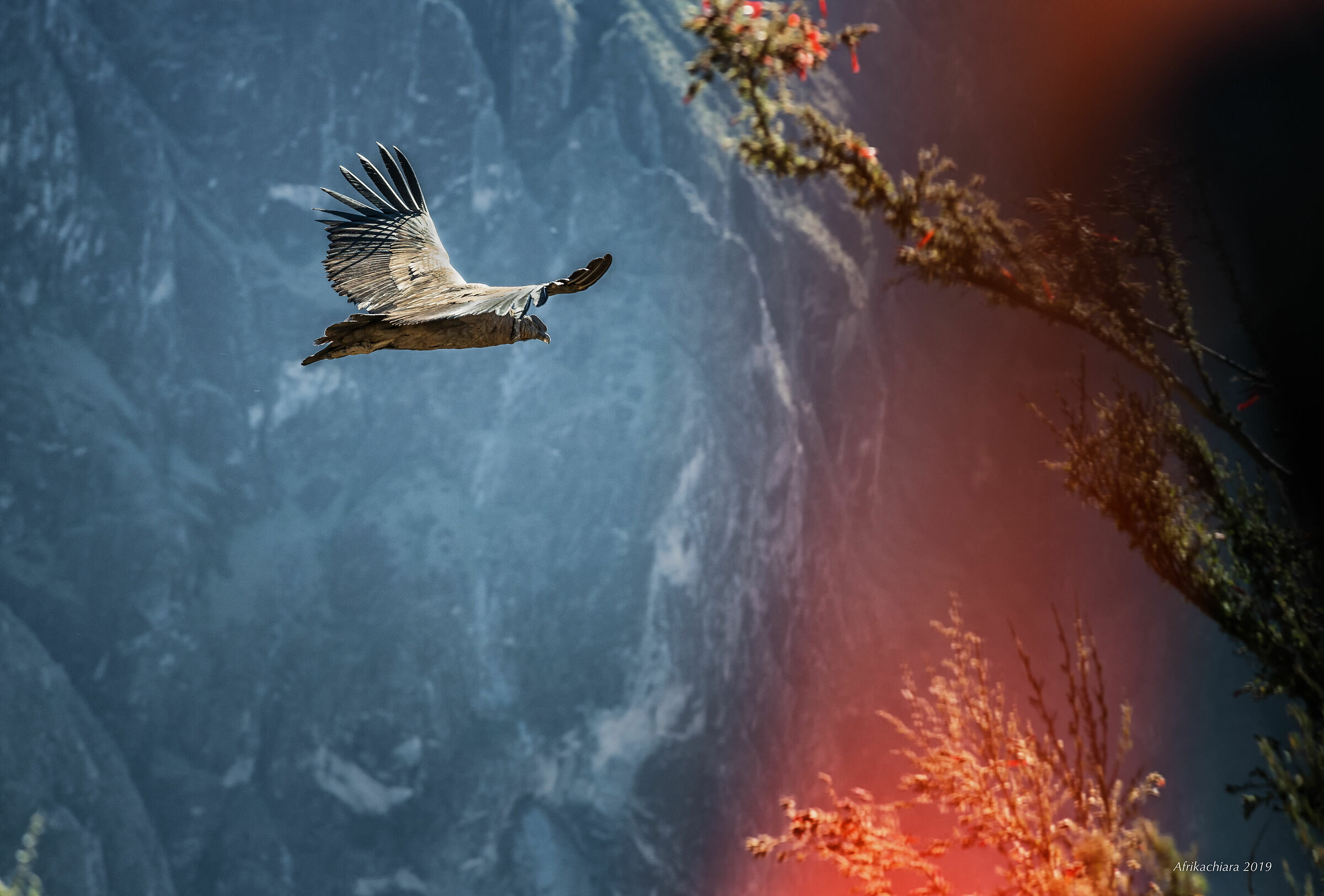 The Flight of the Condor