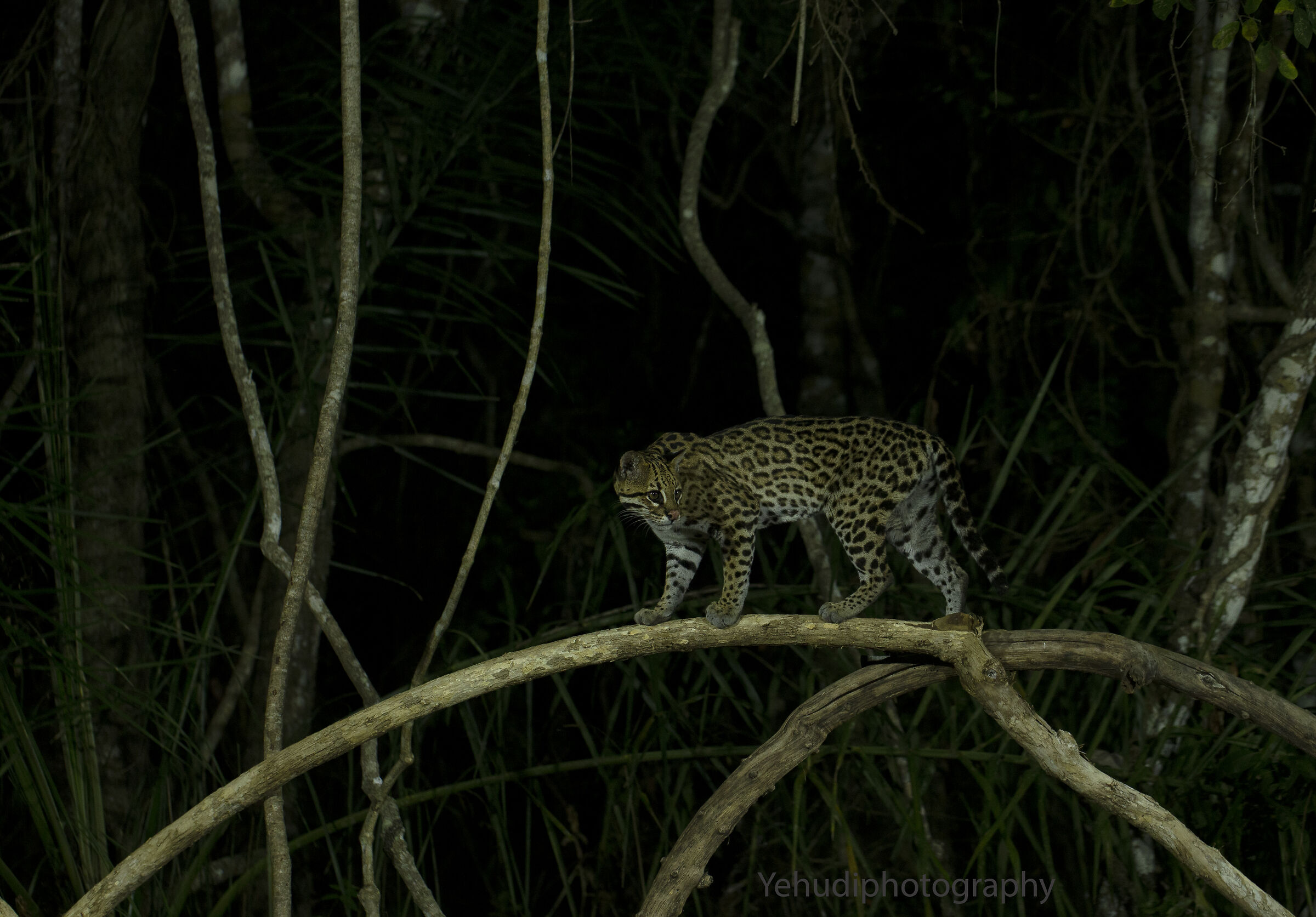 ocelot m inv