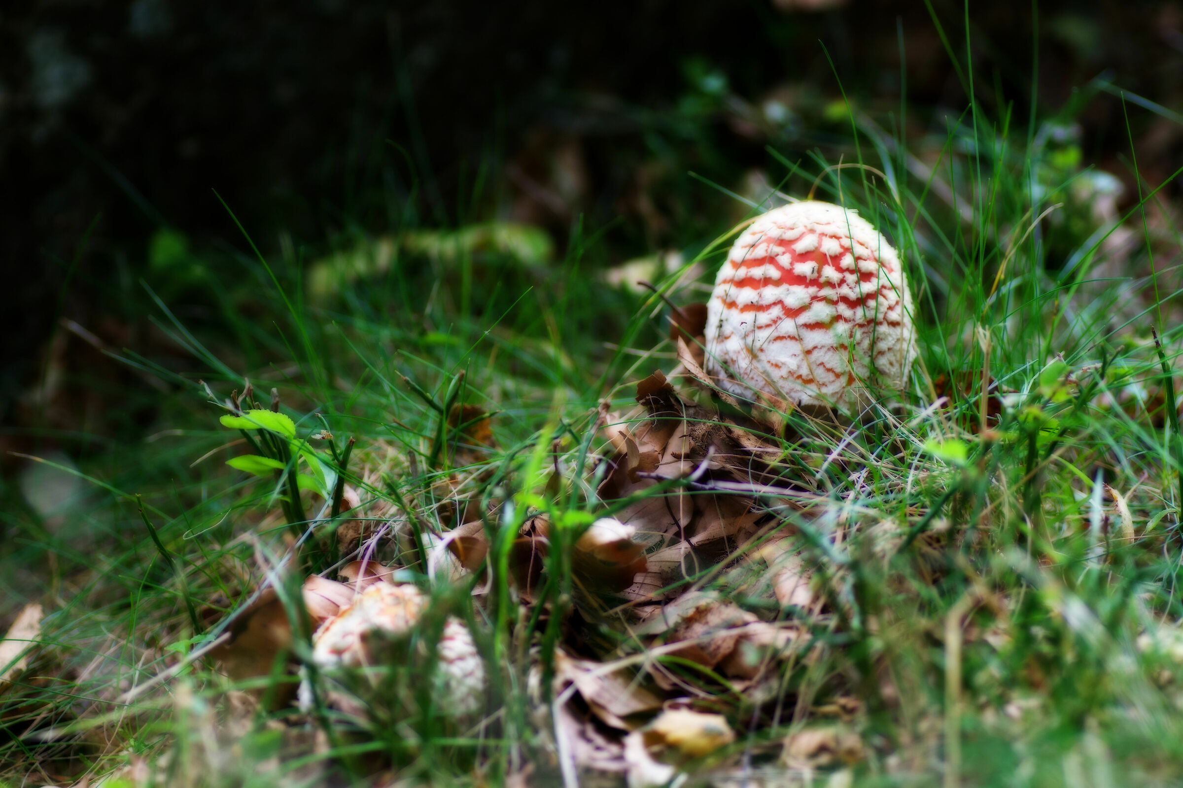 Amanita