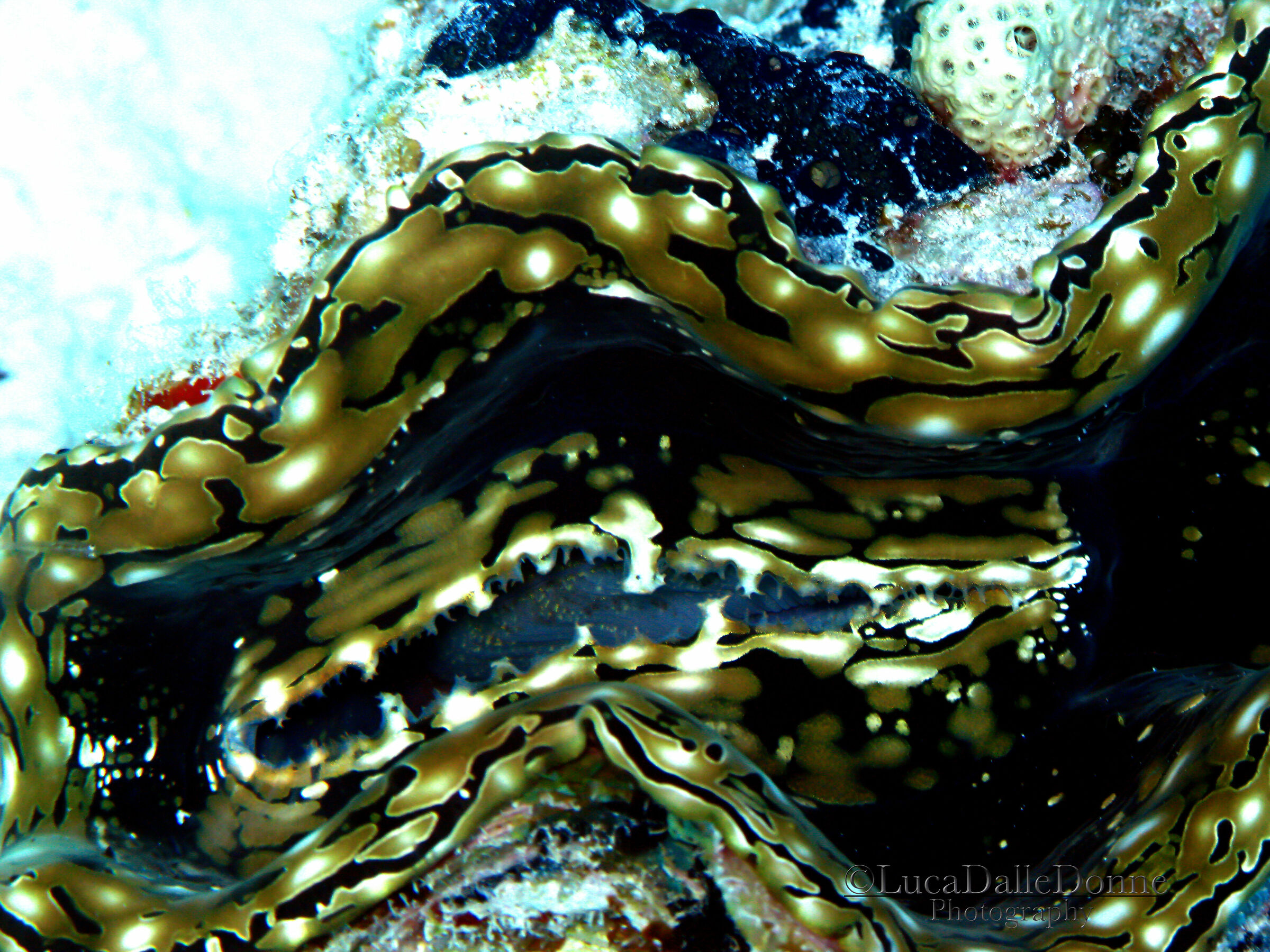 Tridacna maxima verde
