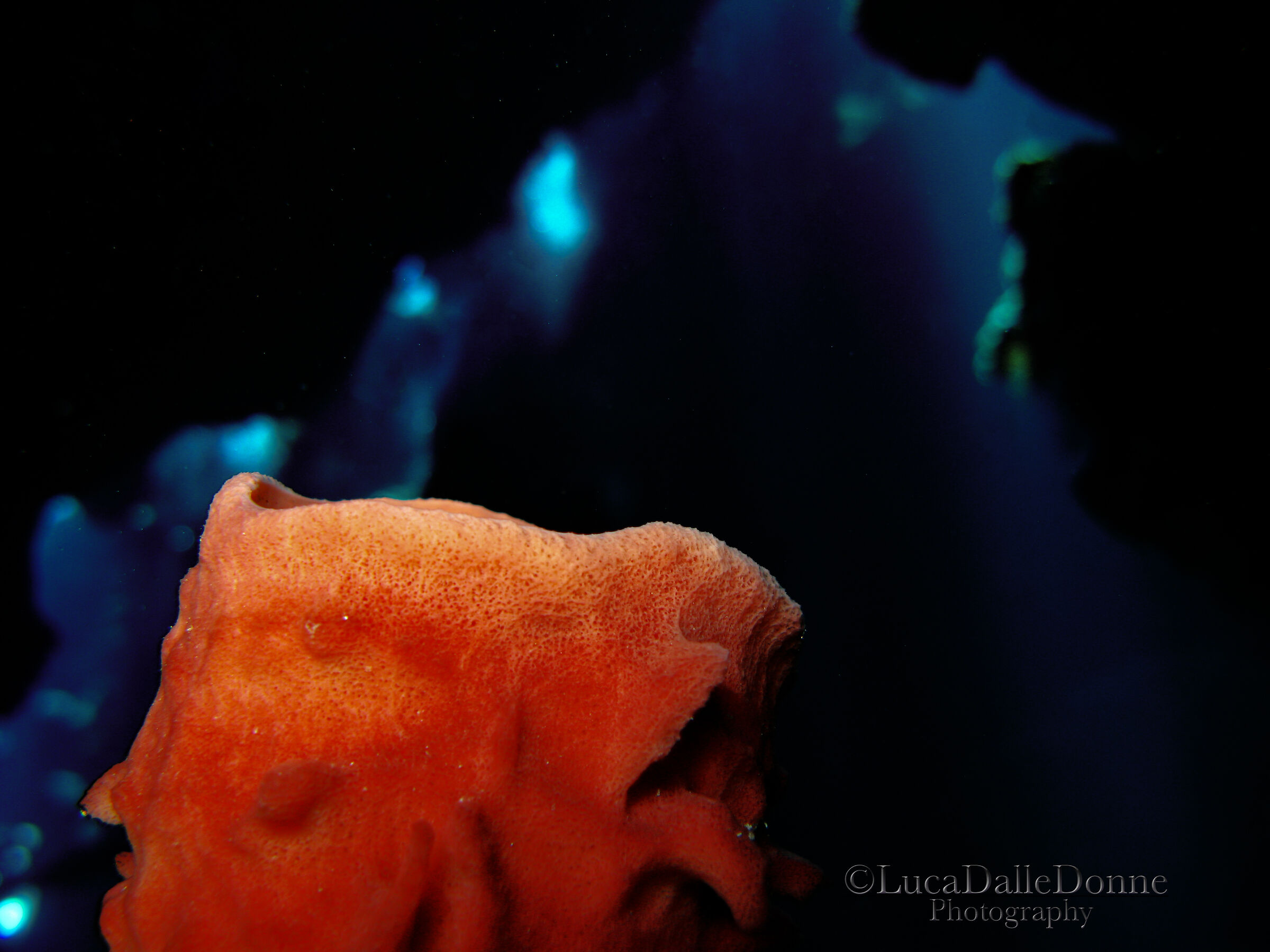 Una spugna a St. John