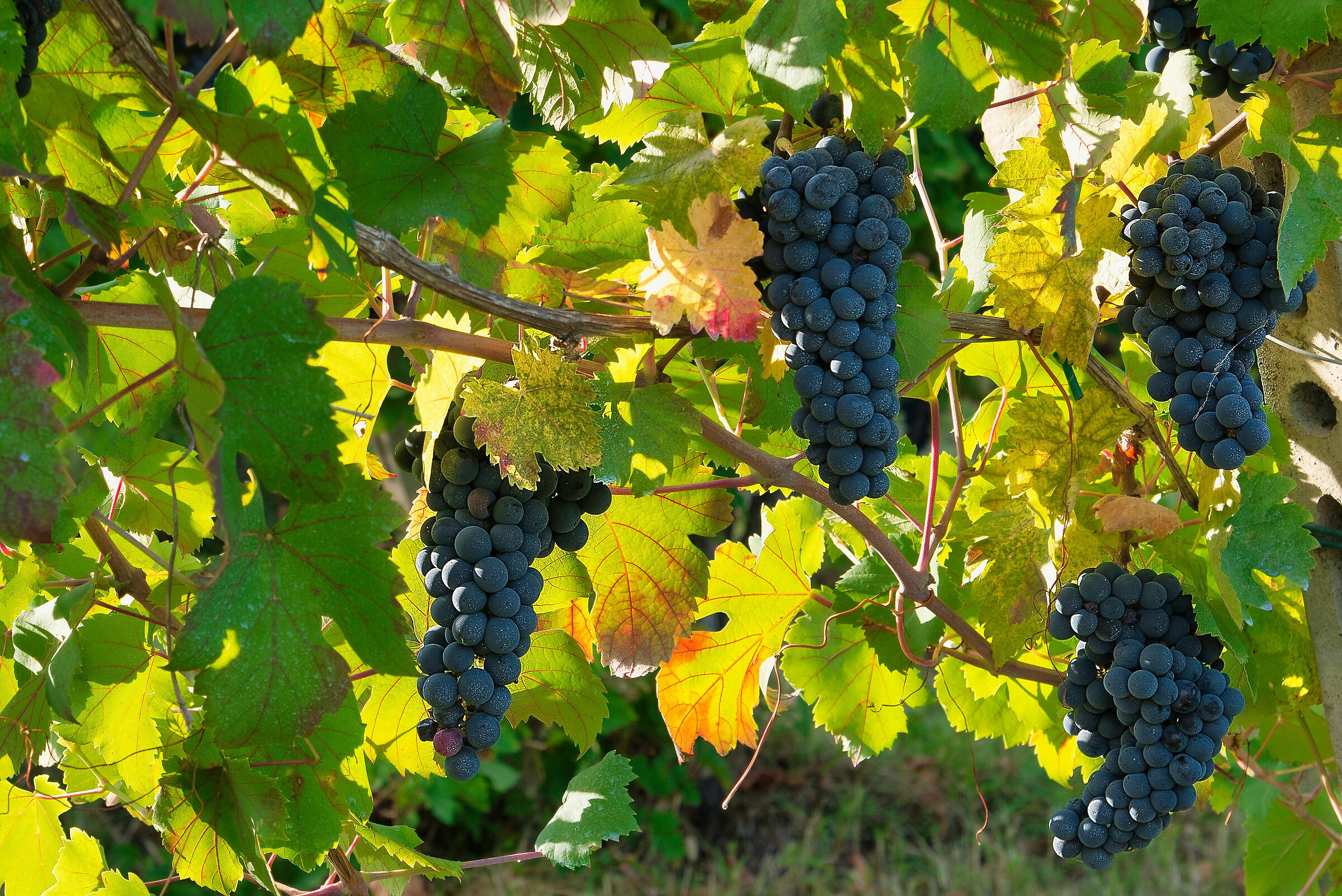 I colori della vendemmia