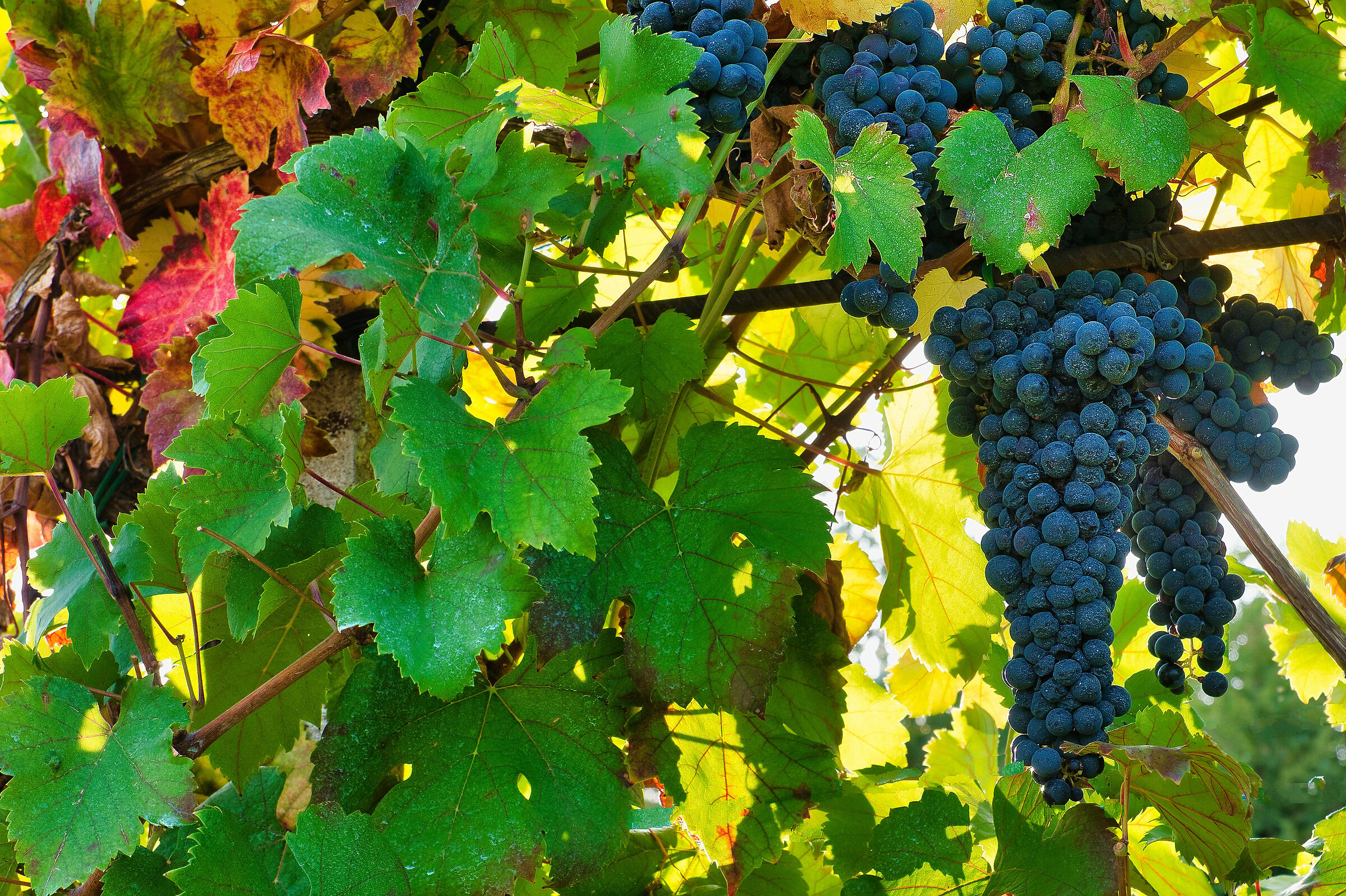 e' ora di vendemmia 2