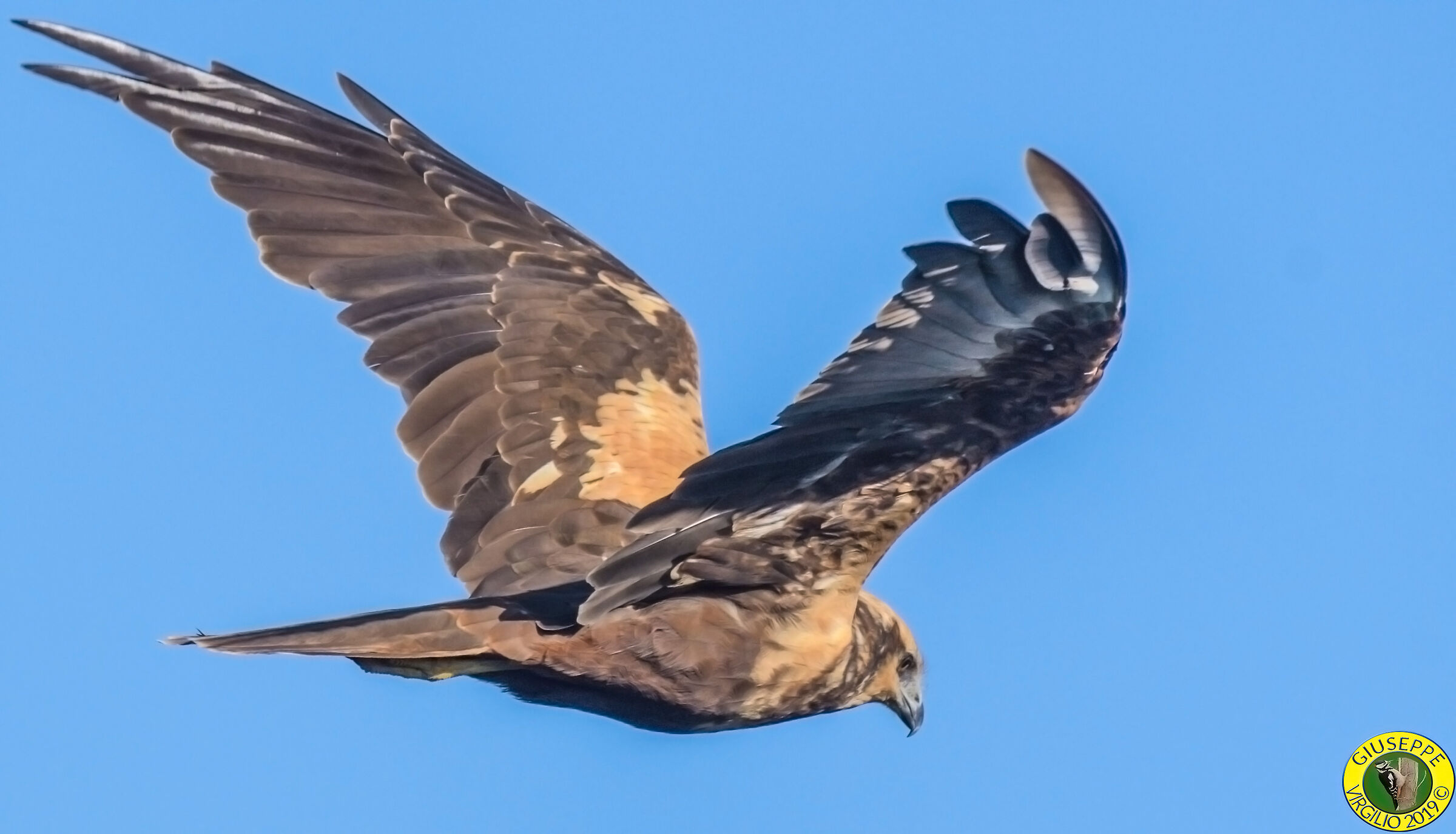 Marsh Hawk (North Sardinia)2019