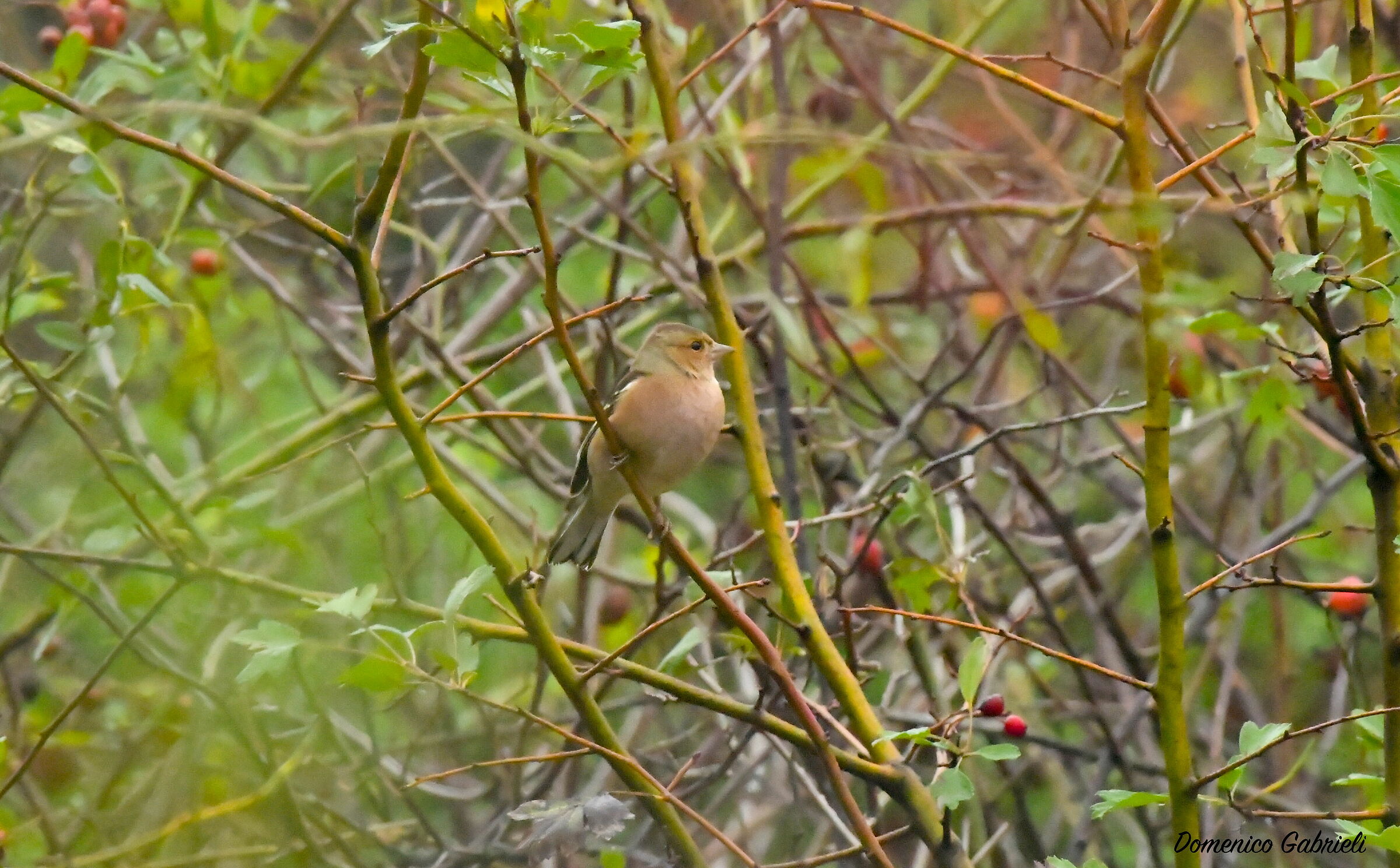 Chaffinch