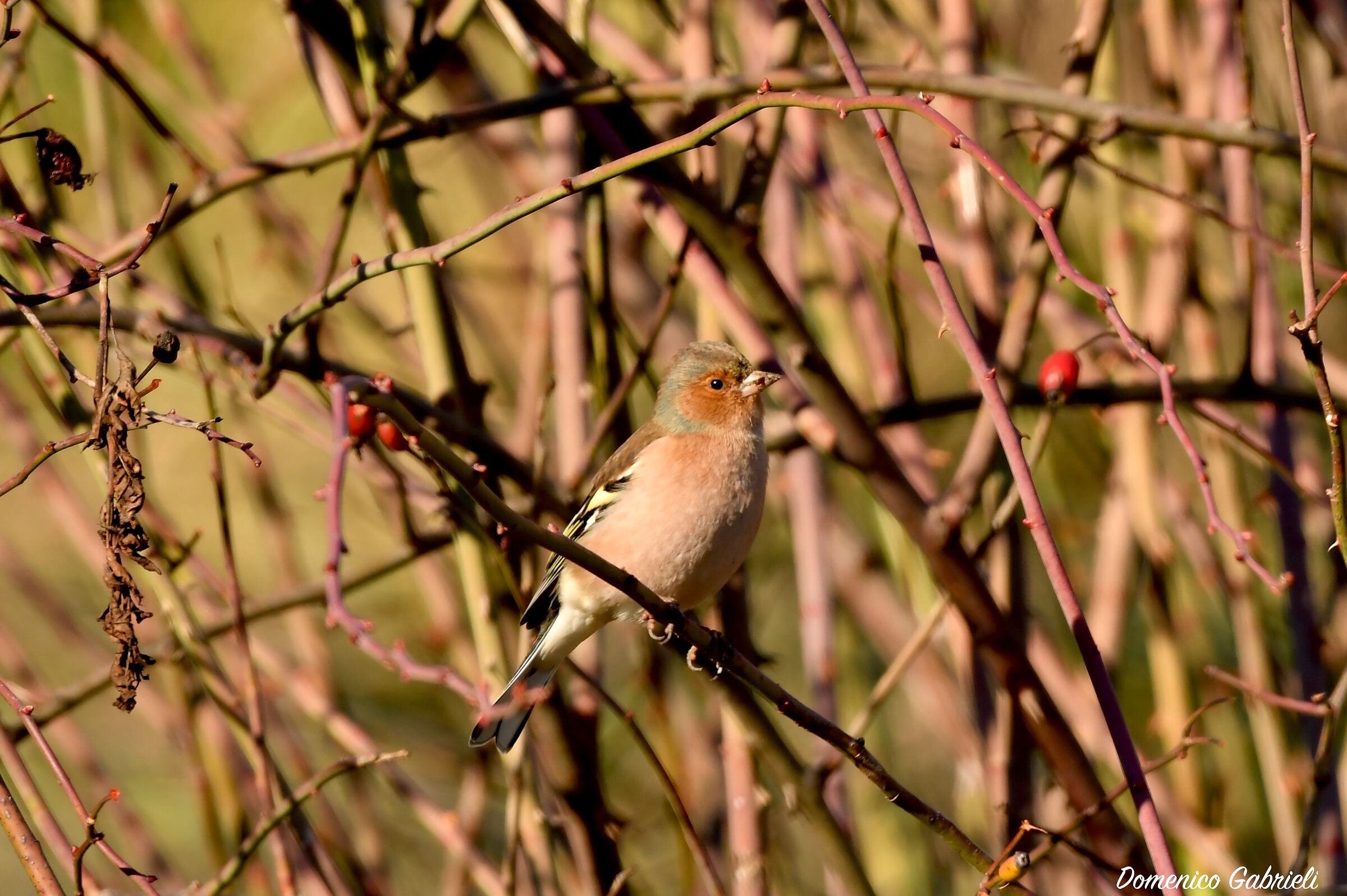 Chaffinch