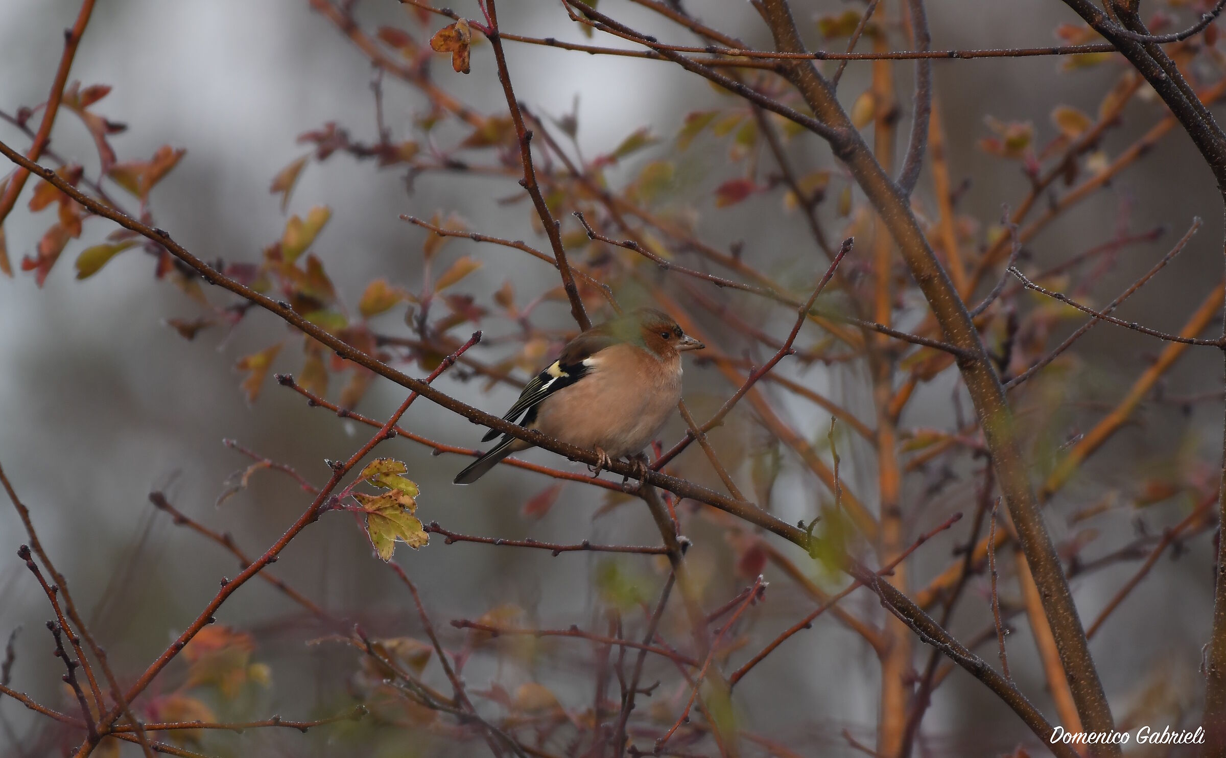 Chaffinch