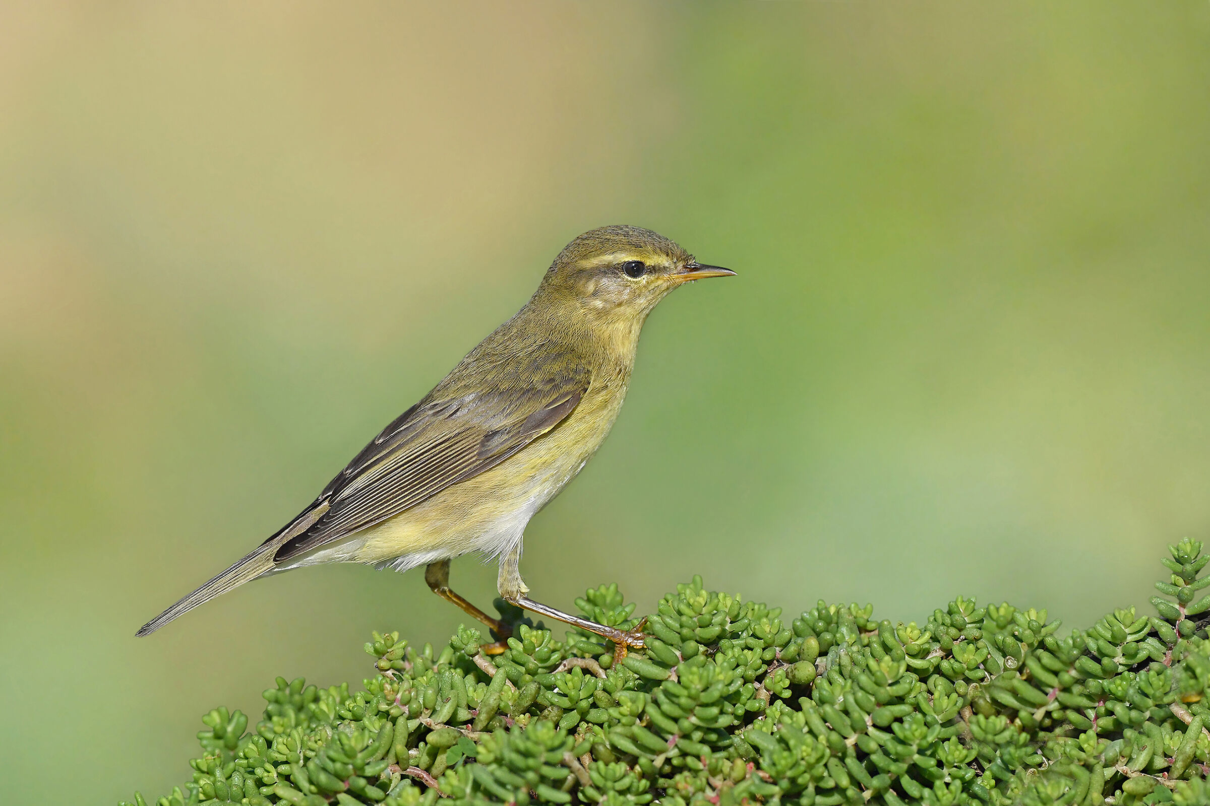 is he or not him!...