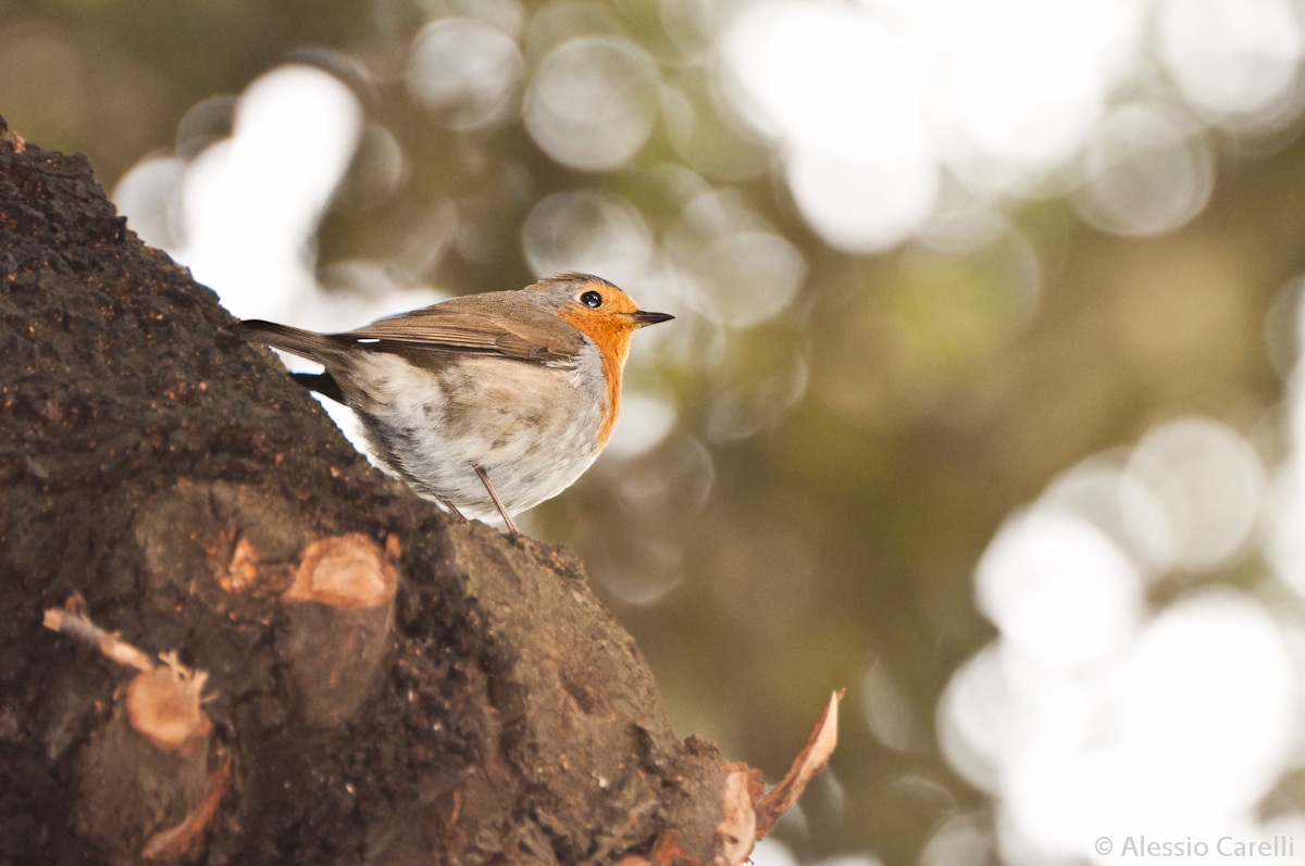 Il mio primo pettirosso!!!