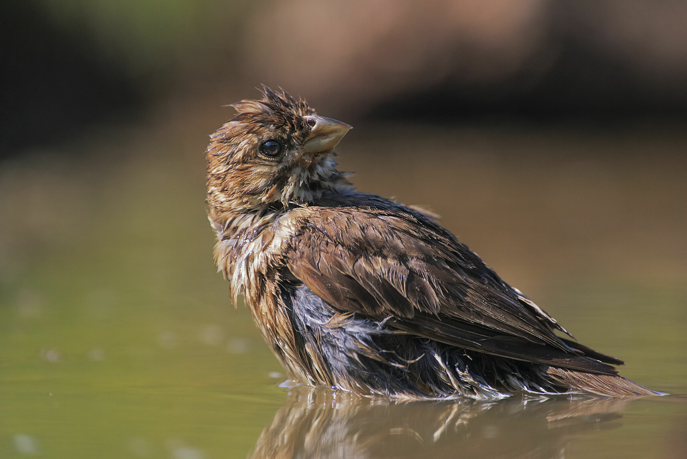 e sso fresco e contento