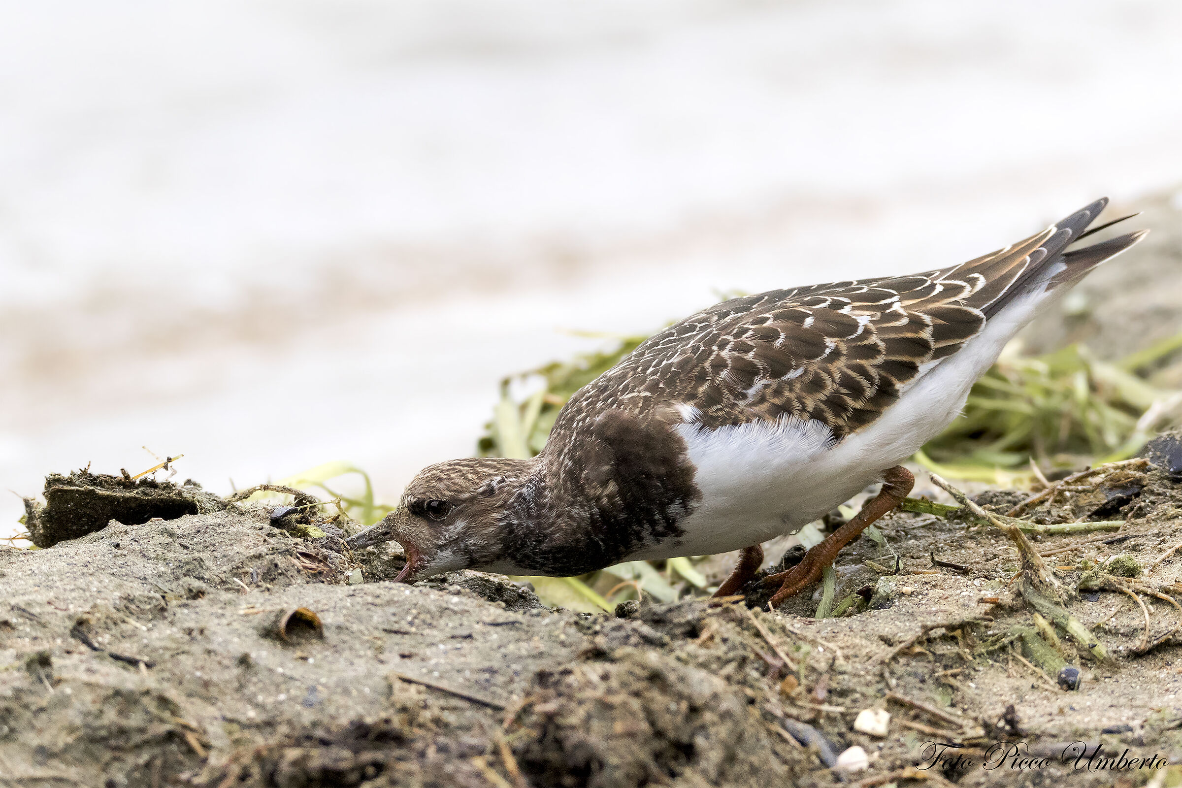 voltapietre in pastura
