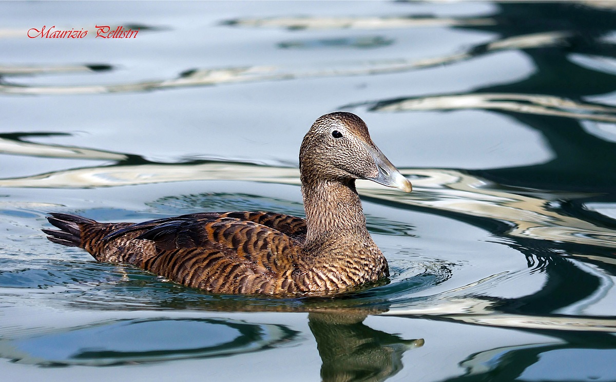 eider juv
