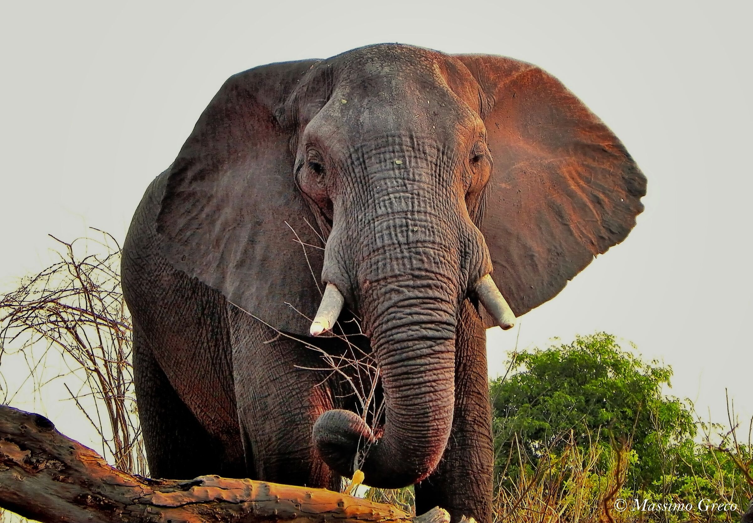 African Elephant