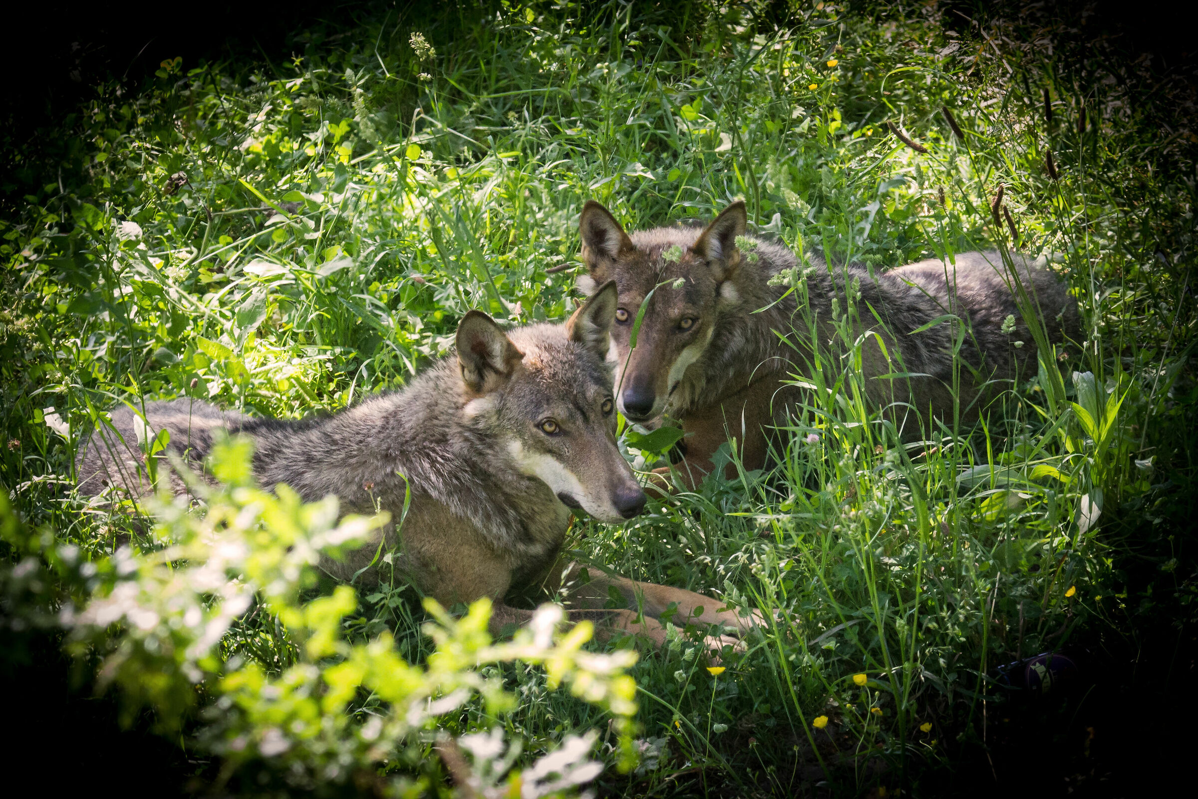 Lupi a Civitella Alfedena