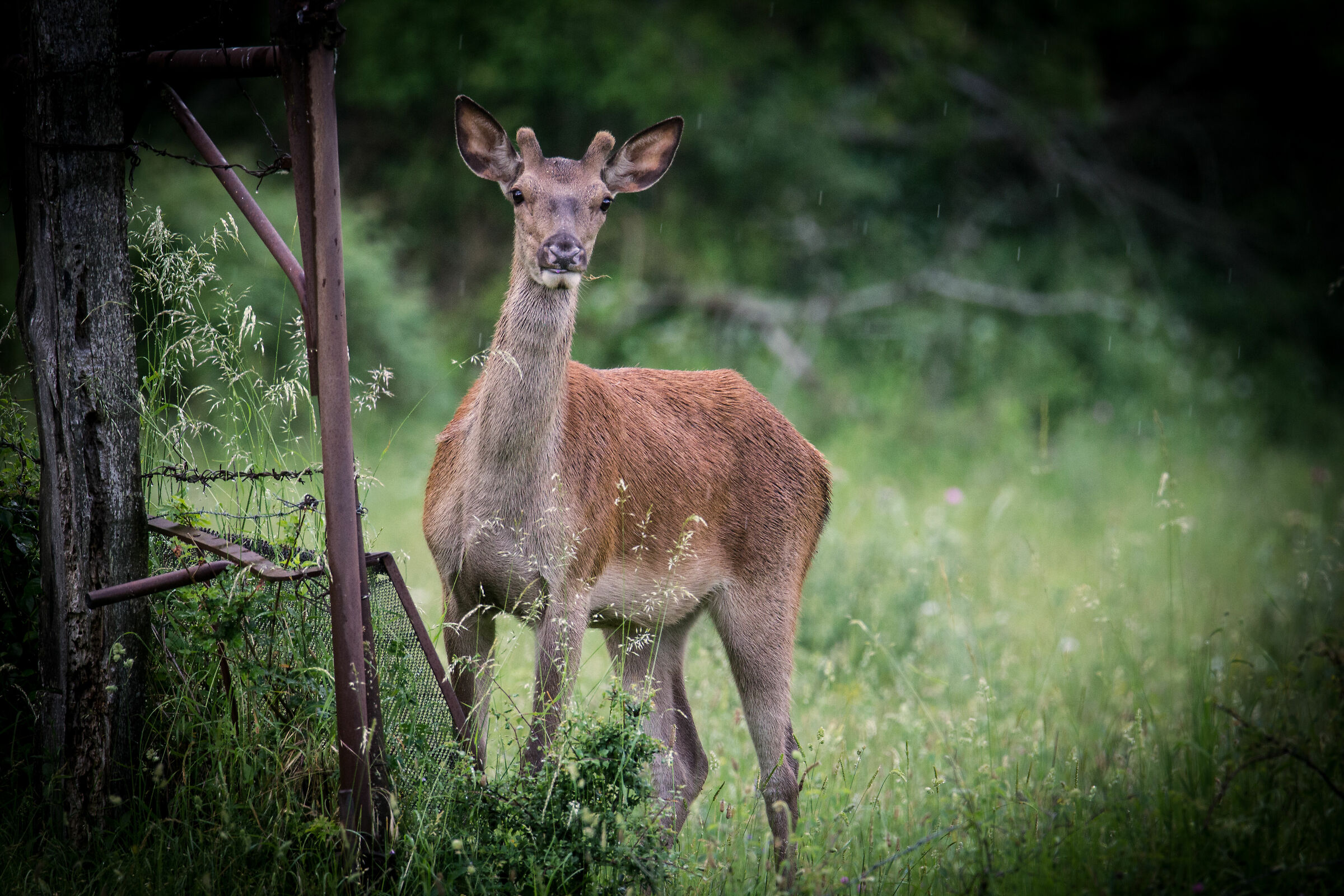 camping deer in Villetta Barrea