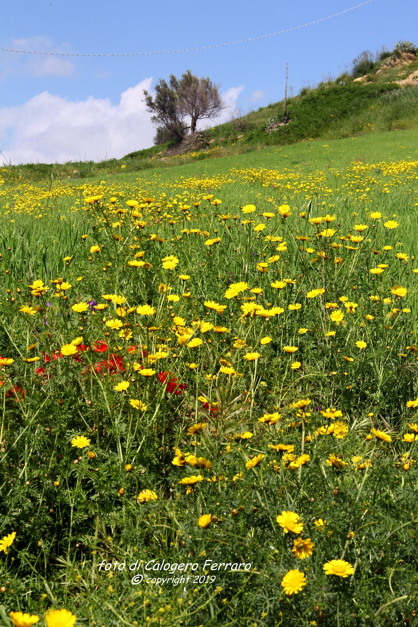 Riesi - ai piedi della collina di Santa Veronica