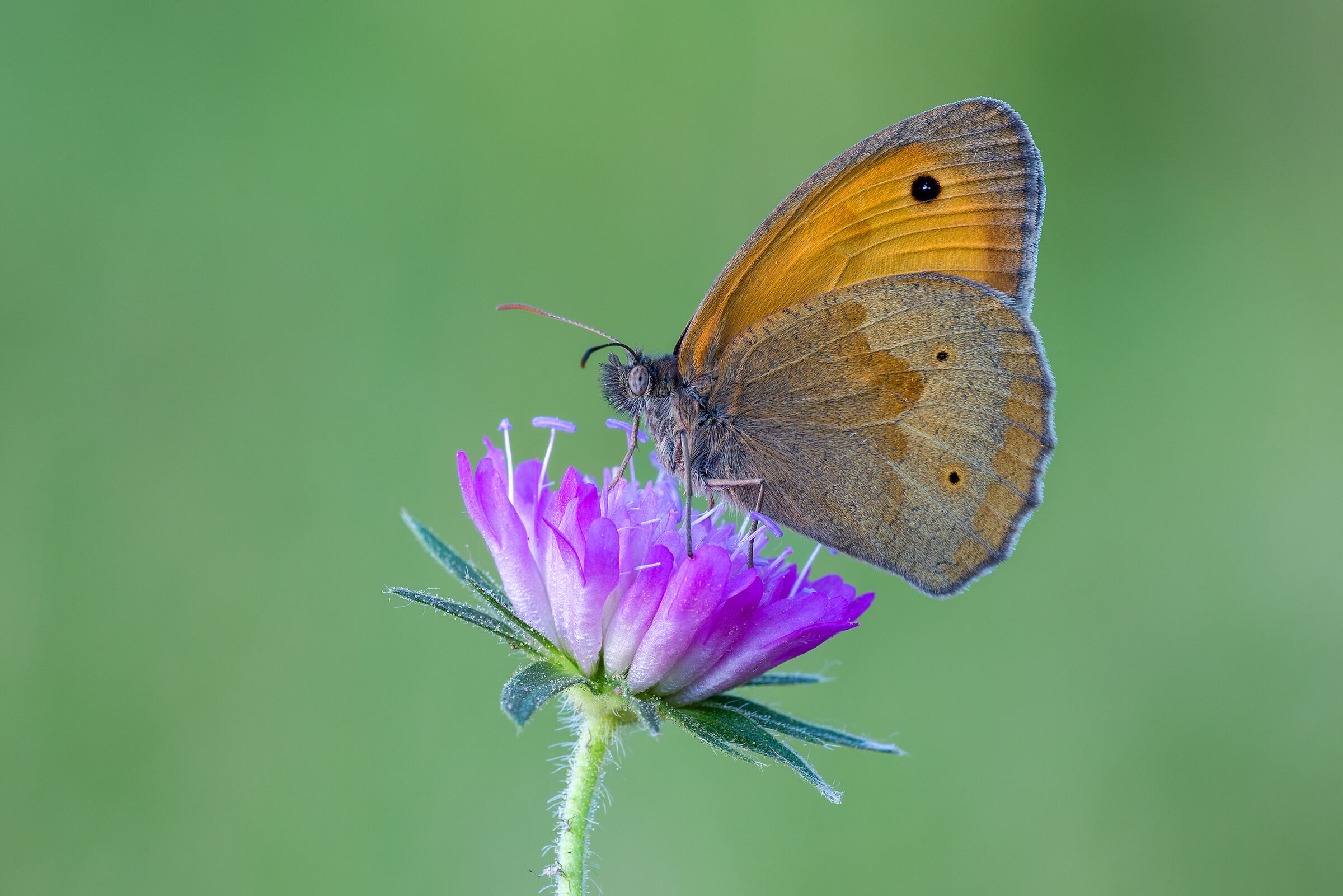 Pamphilus coenonympha