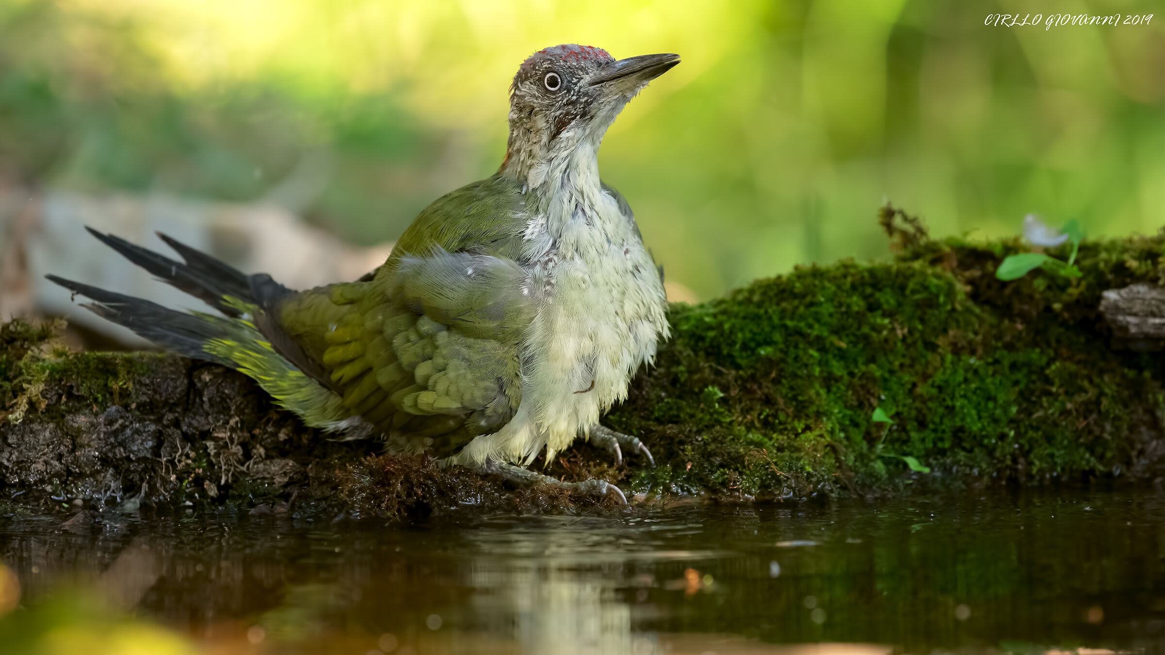 picchio verde , ormai un frequentatore