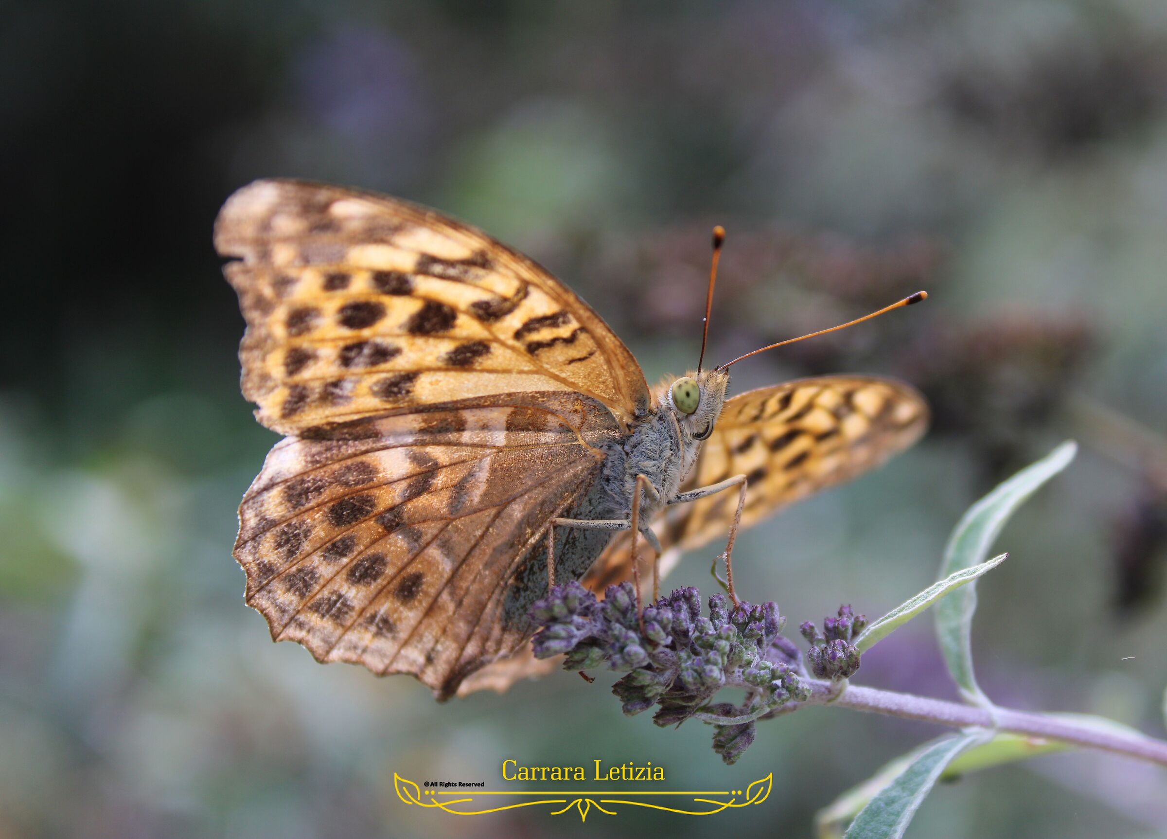 Giardino delle farfalle