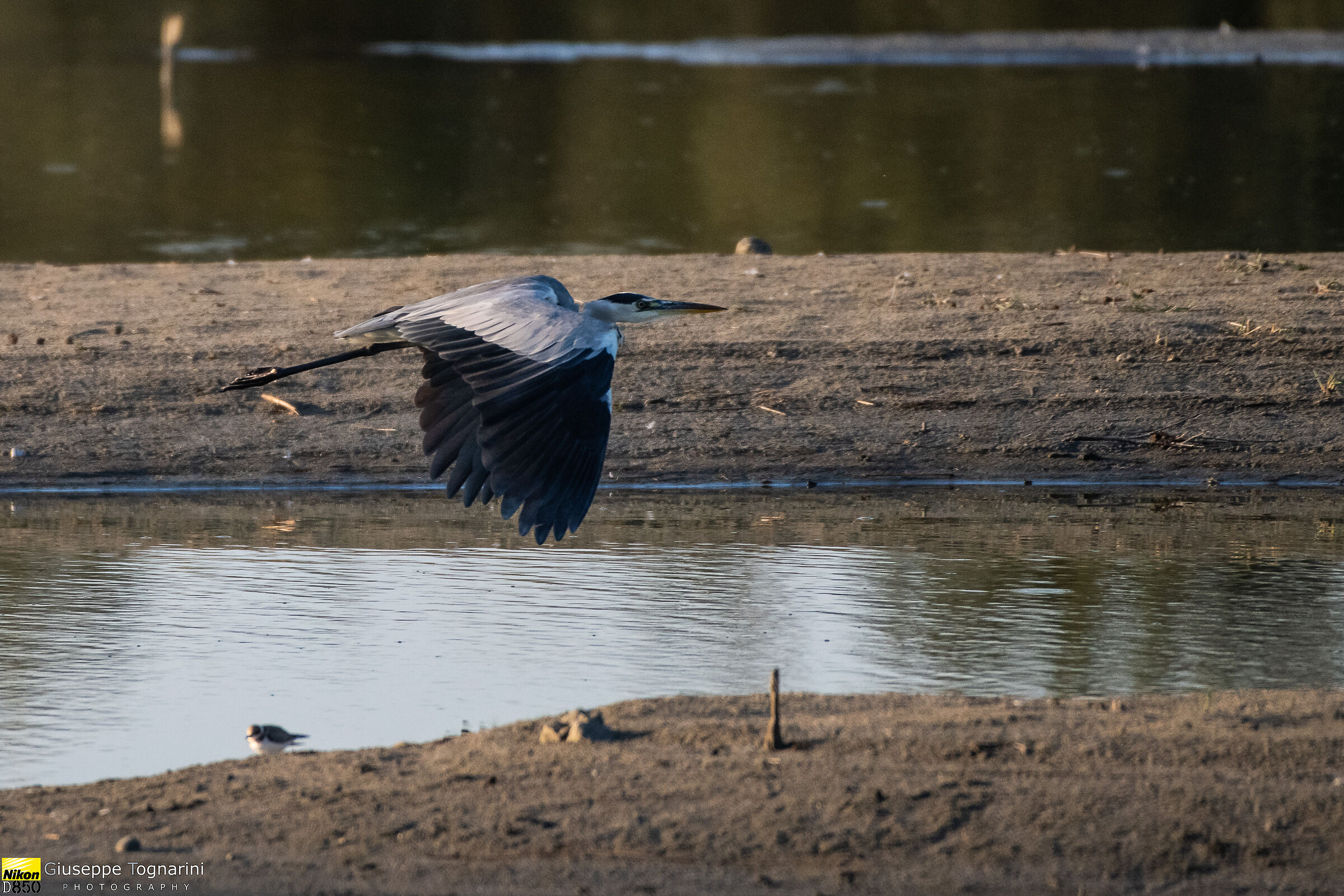 il cenerino in volo (Airone cenerino)