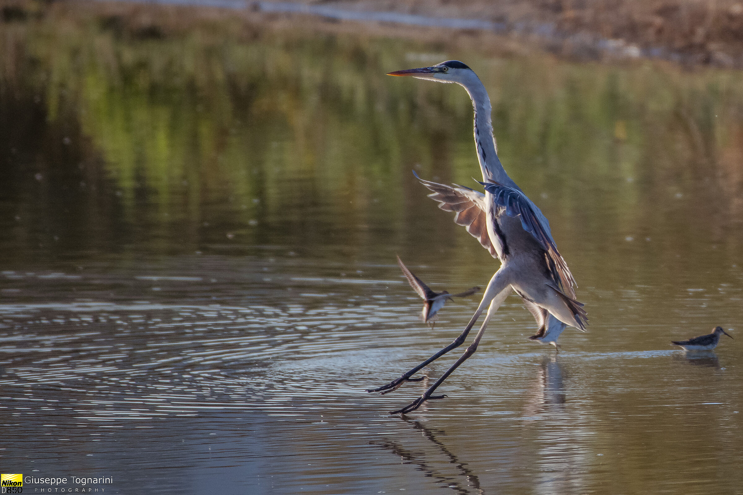la frenata (Airone cenerino)