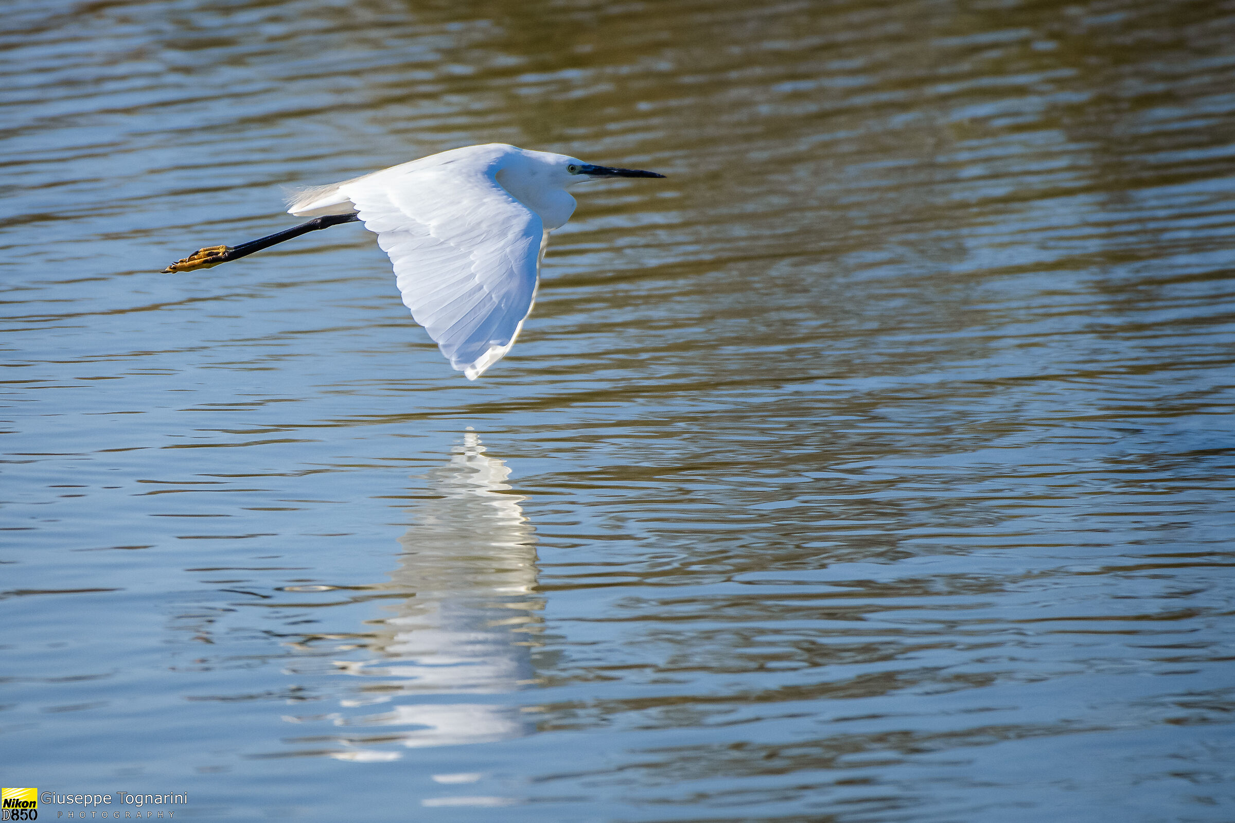 volo radente (Egretta garzetta)