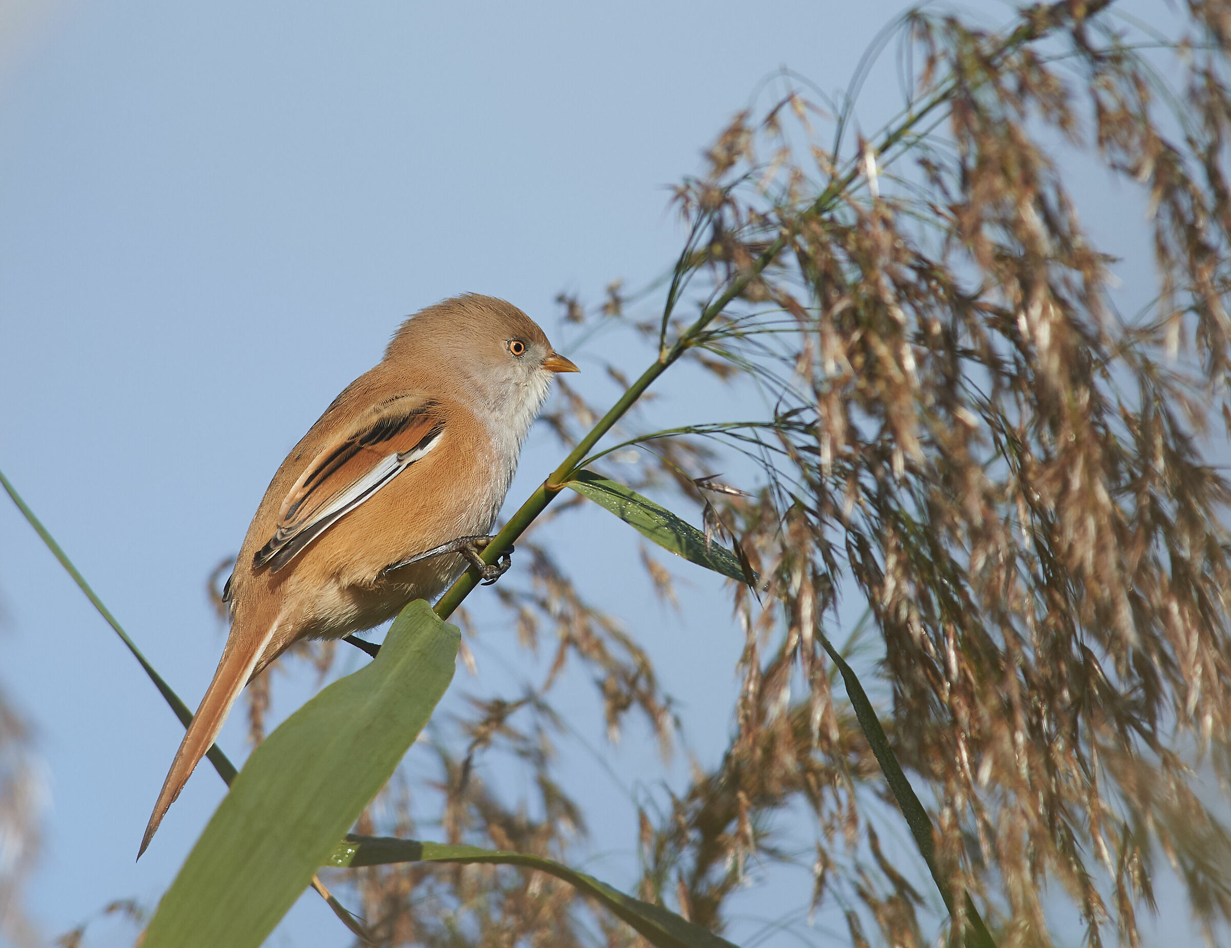Bearded Reedling.