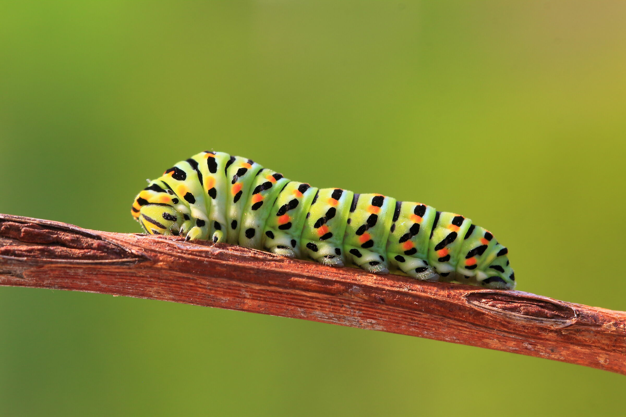 the green caterpillar