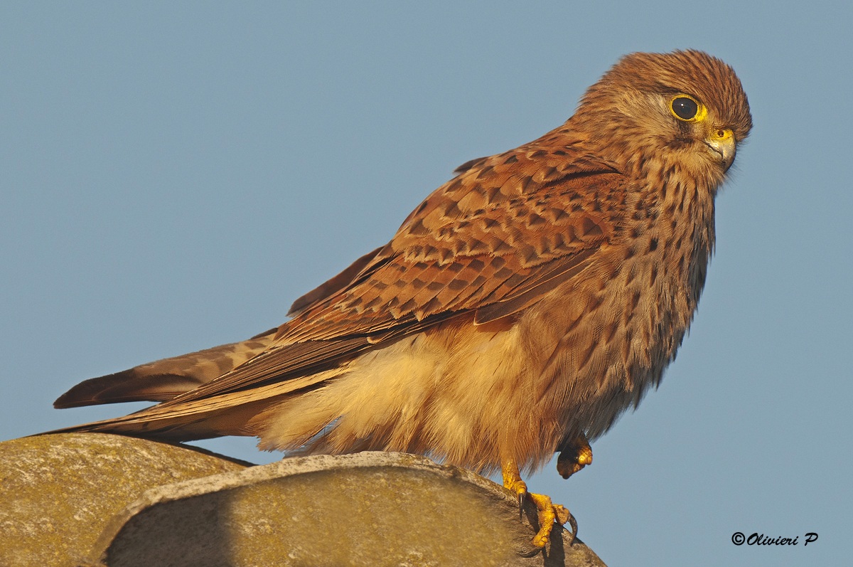 kestrel