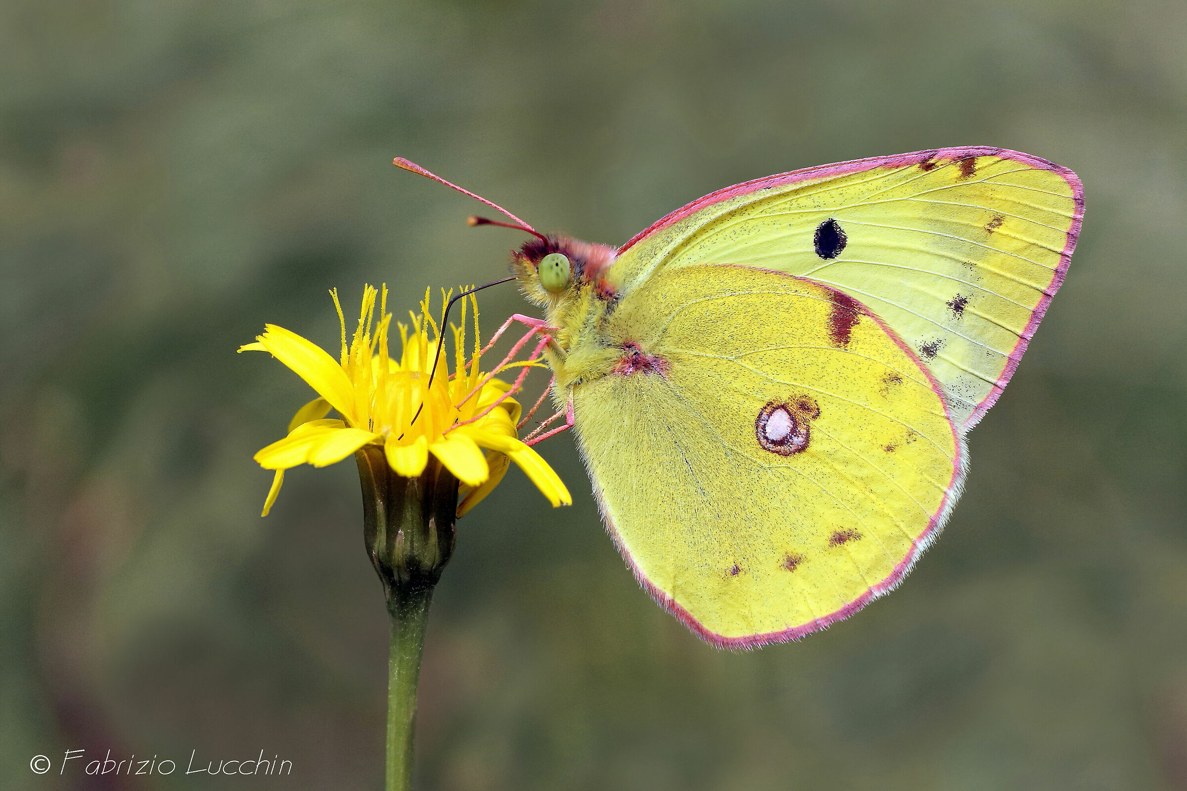 Colias alfacariensis