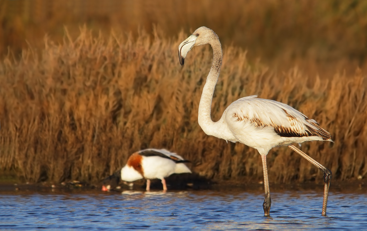 flamingo and shelduck