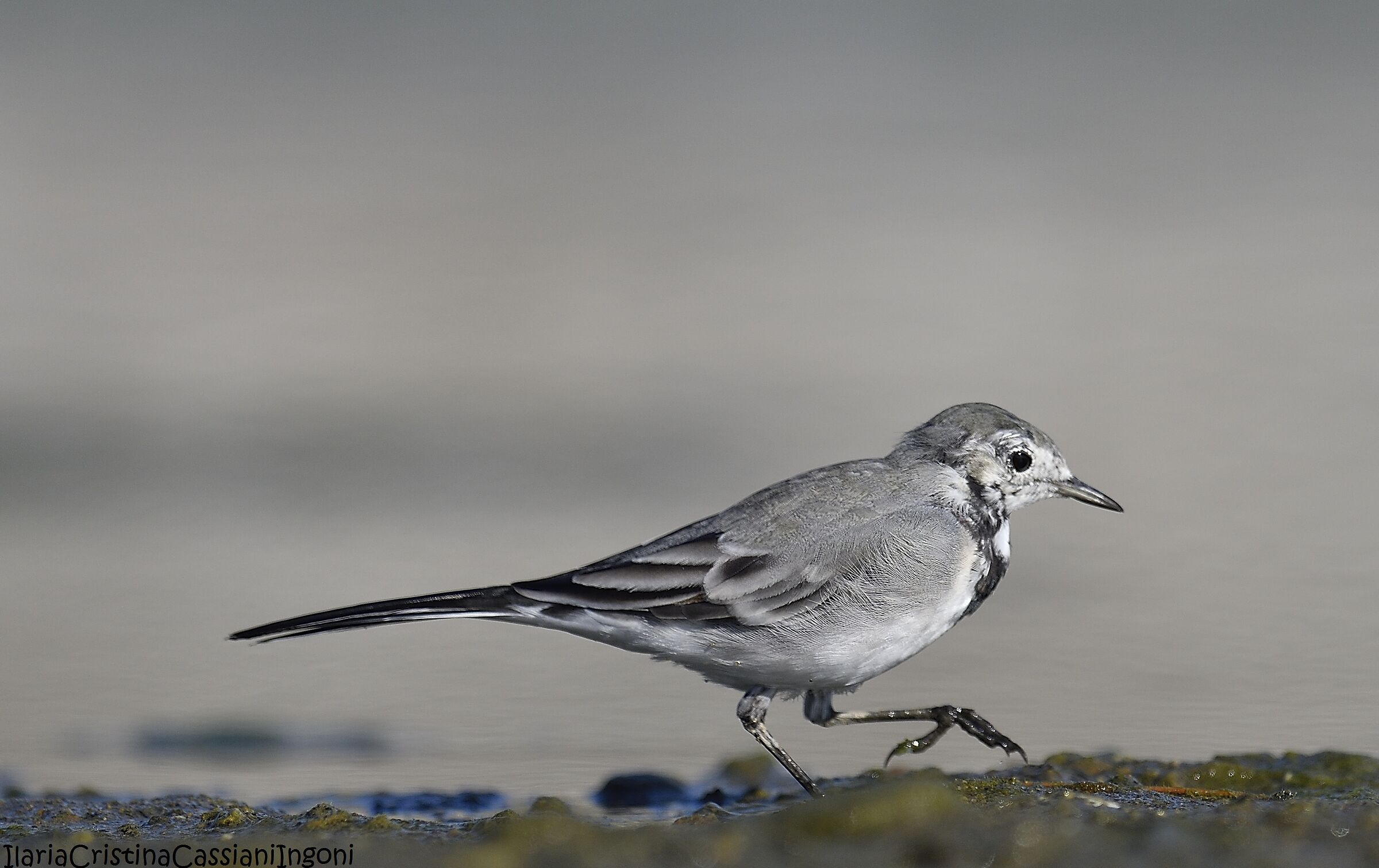 White juv dancer.