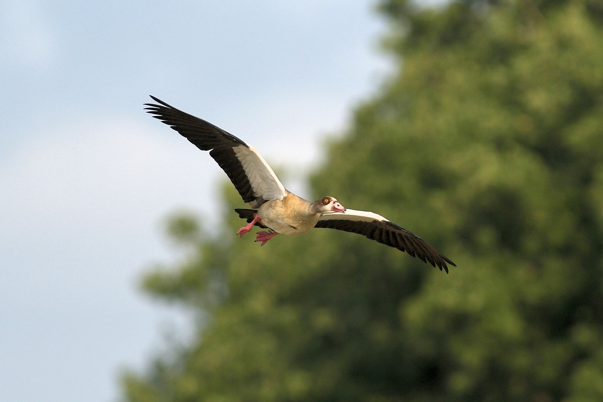 Egyptian goose