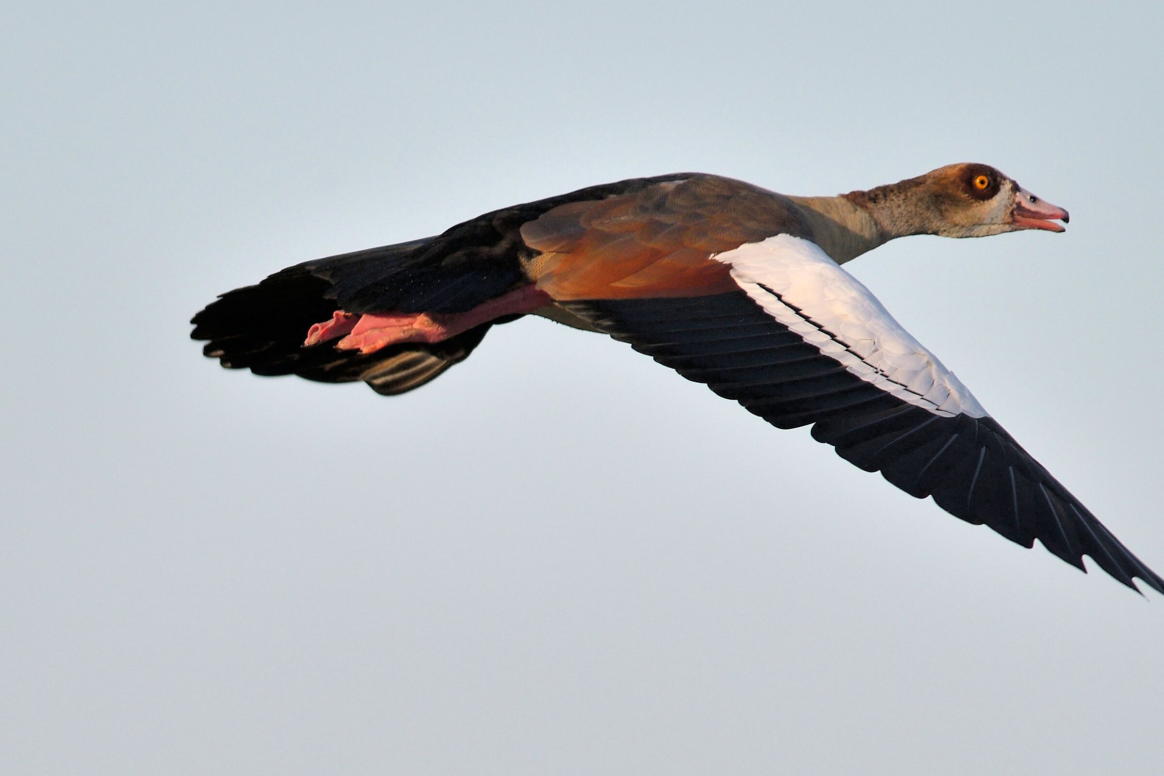 Egyptian goose