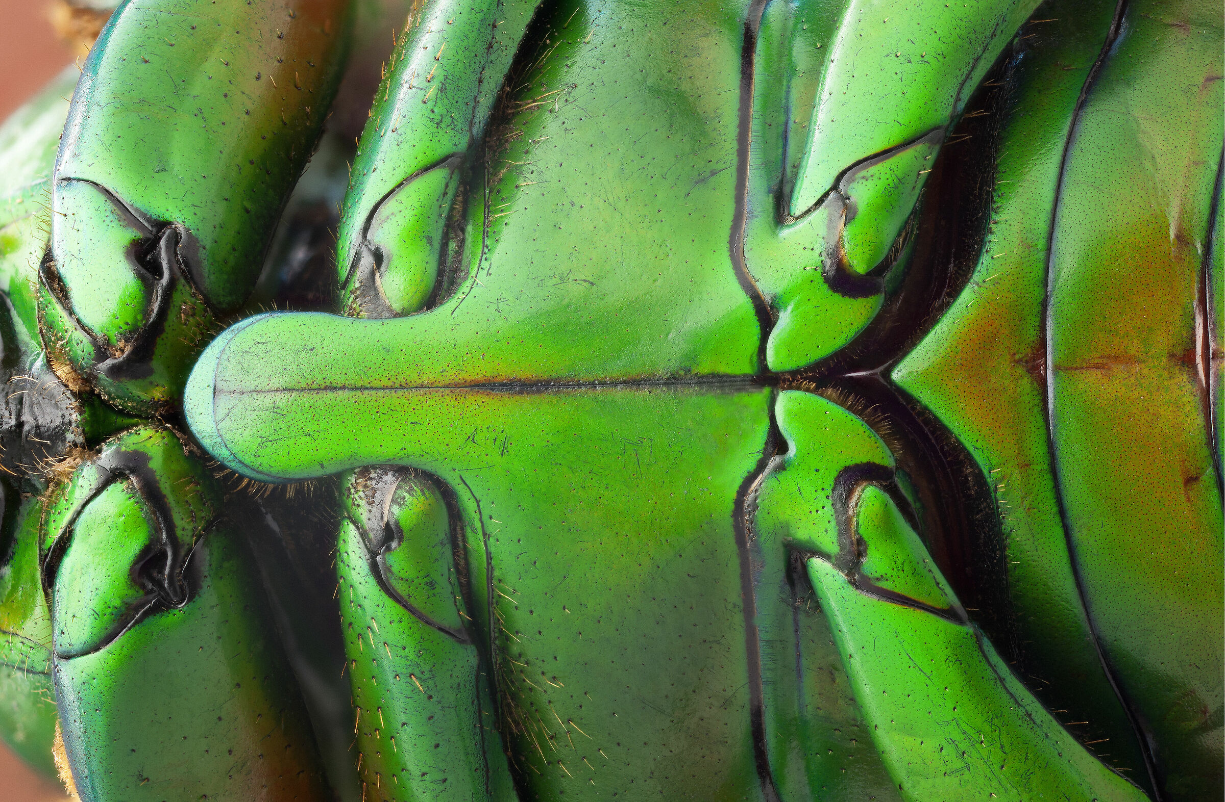 Neptunides stanleyi stanleyi