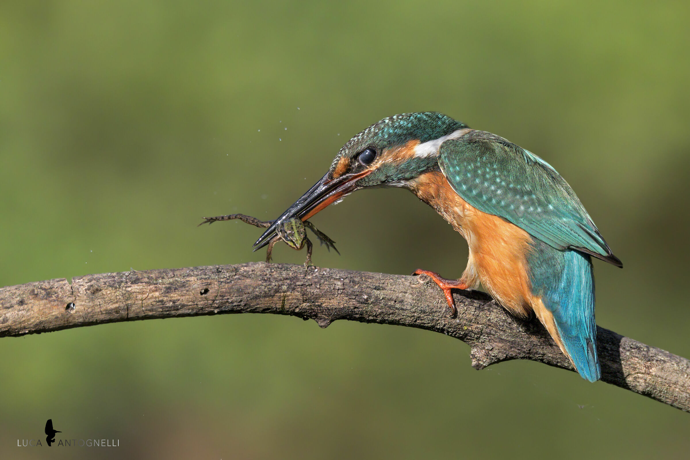 Martin fisherman catches the frog.