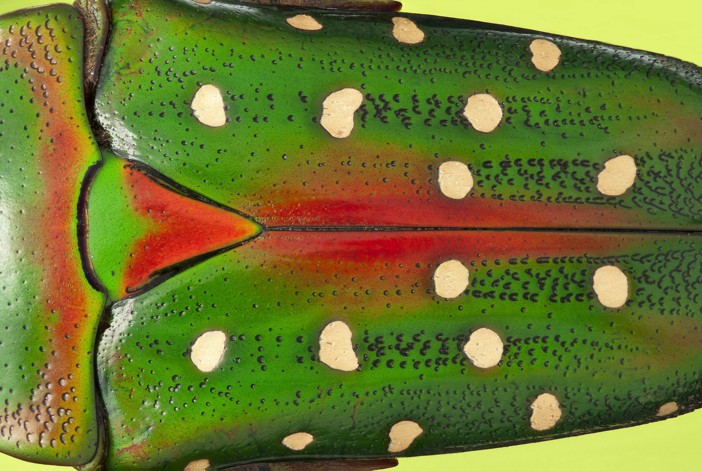 Stephanorryna guttata guttata