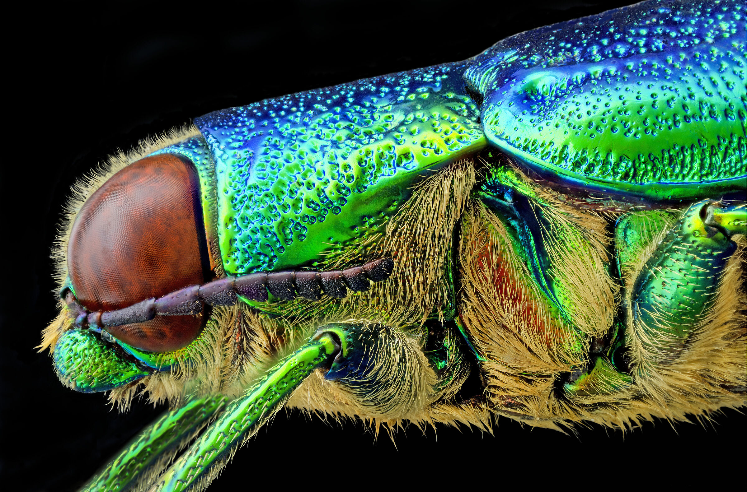 Chrysochroa fulminans