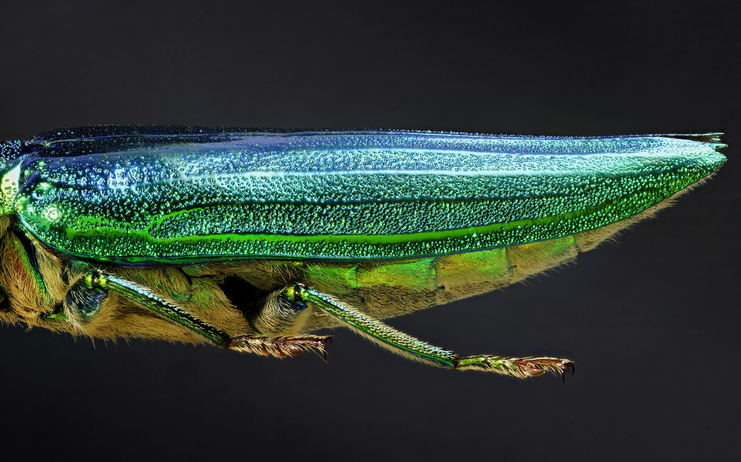 Chrysochroa fulminans
