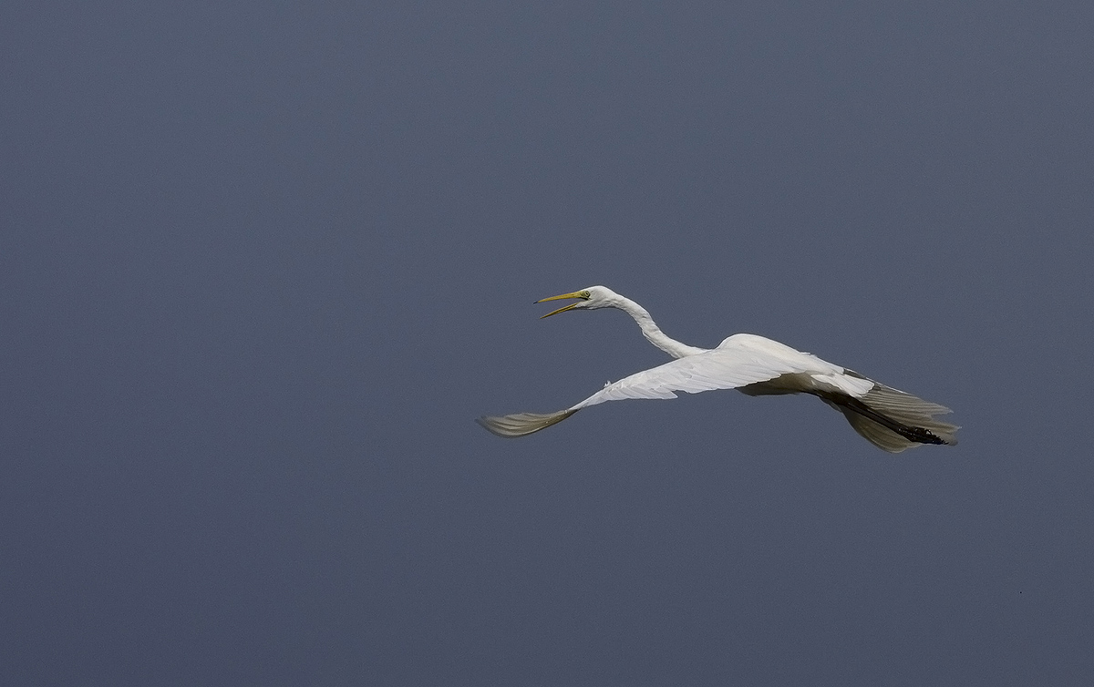 bianco in volo