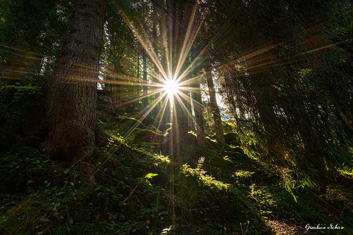 Lame di luce nel bosco